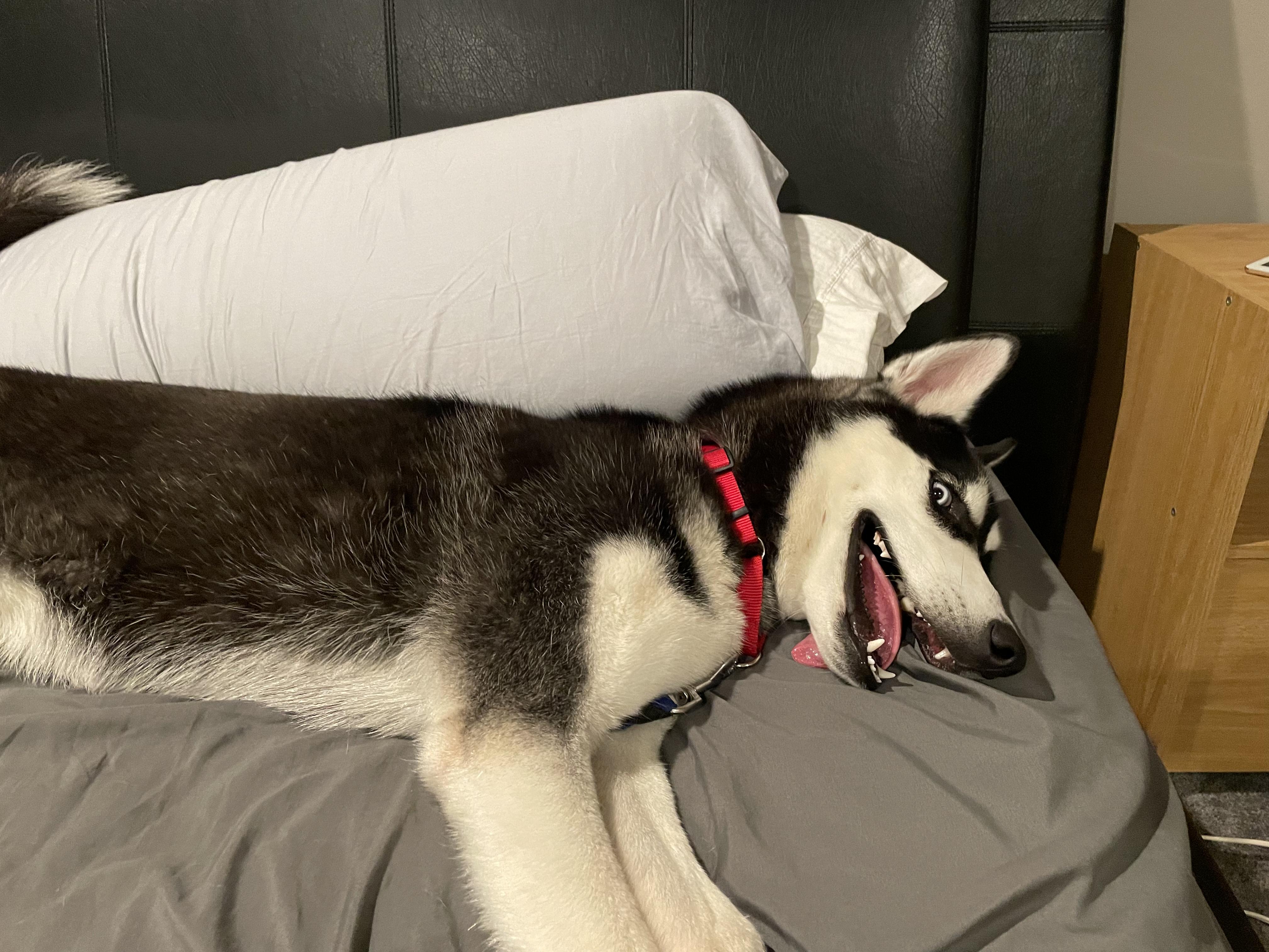 Enlarge Diesel, a Adoptable mixed breed in North Haledon, NJ image 3/6