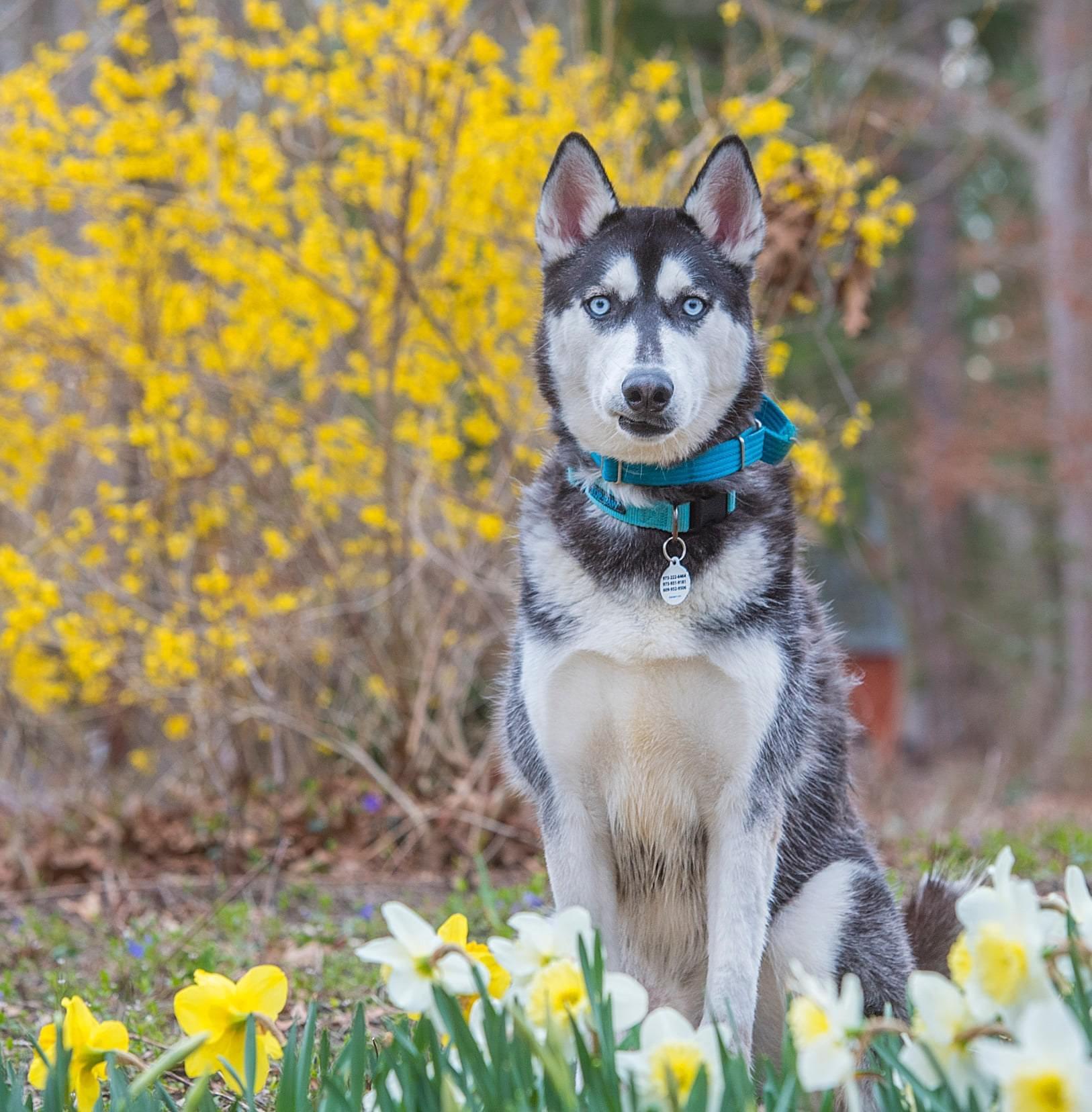 Enlarge Diesel, a Adoptable mixed breed in North Haledon, NJ image 5/6