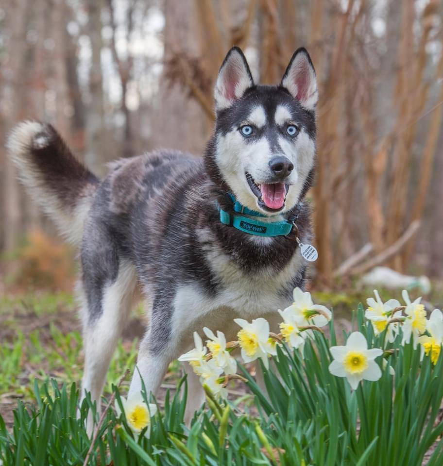Enlarge Diesel, a Adoptable mixed breed in North Haledon, NJ image 6/6