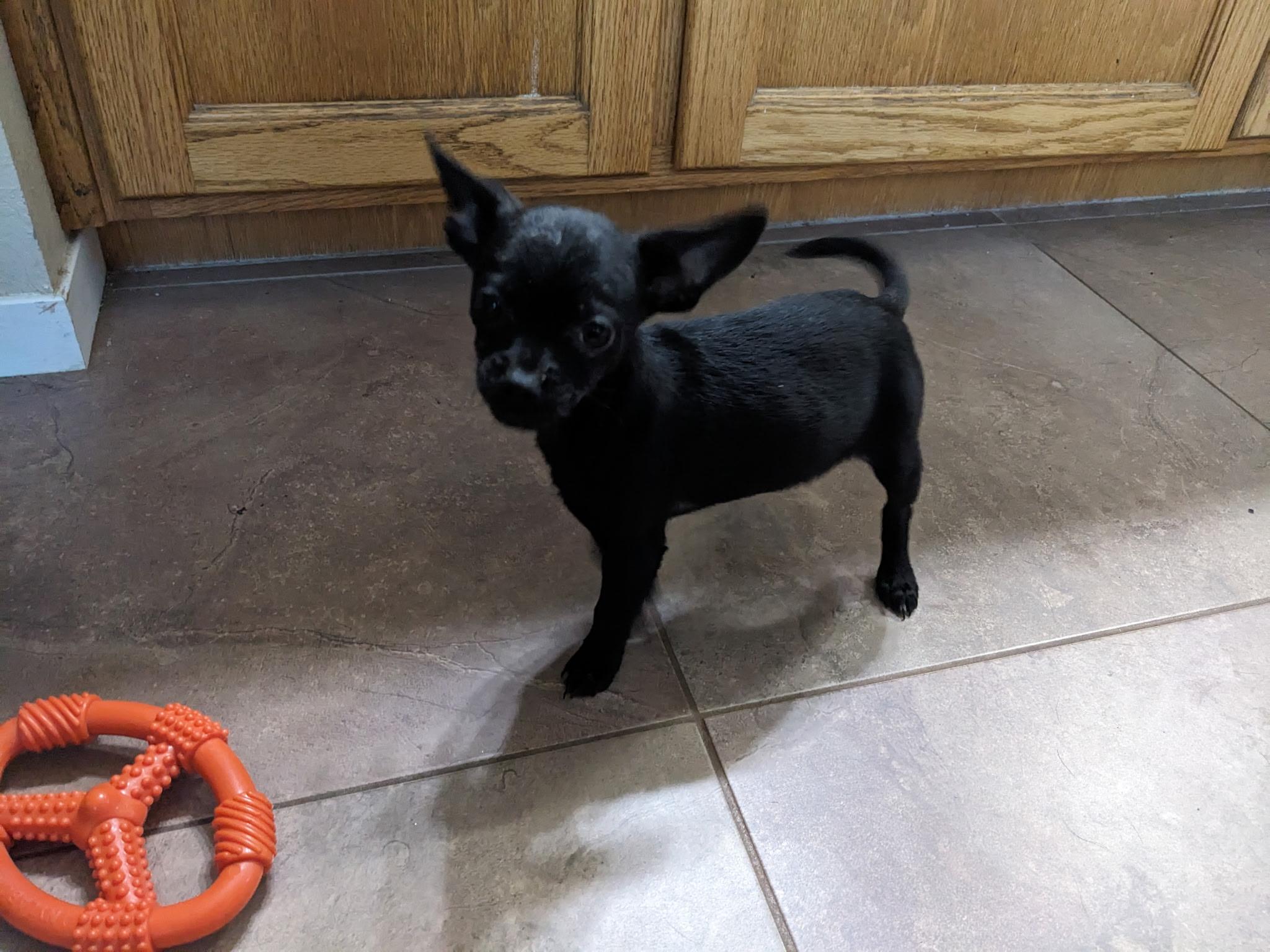 Enlarge ZIGGY, an adopted Chihuahua in Arroyo Grande, CA image 2/4