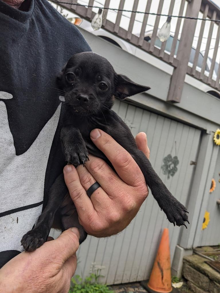 Enlarge ZIGGY, an adopted Chihuahua in Arroyo Grande, CA image 3/4