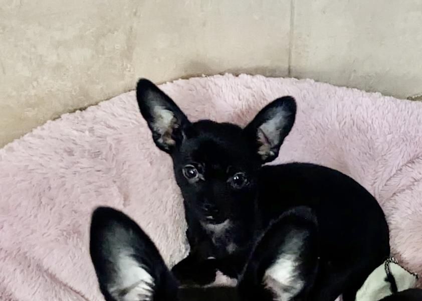 Enlarge ZIGGY, an adopted Chihuahua in Arroyo Grande, CA image 4/4