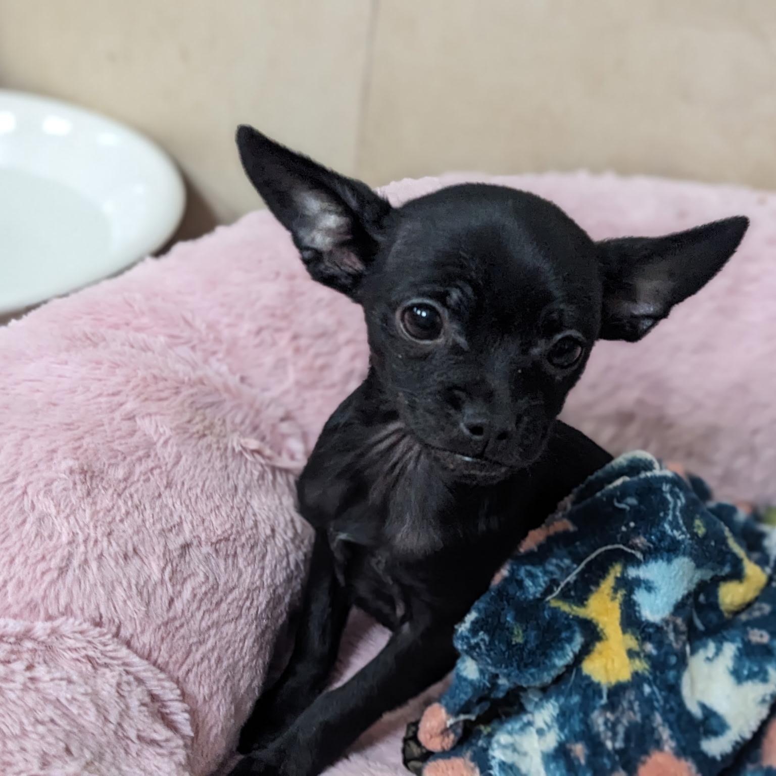 Enlarge ZIGGY, an adopted Chihuahua in Arroyo Grande, CA image 1/4