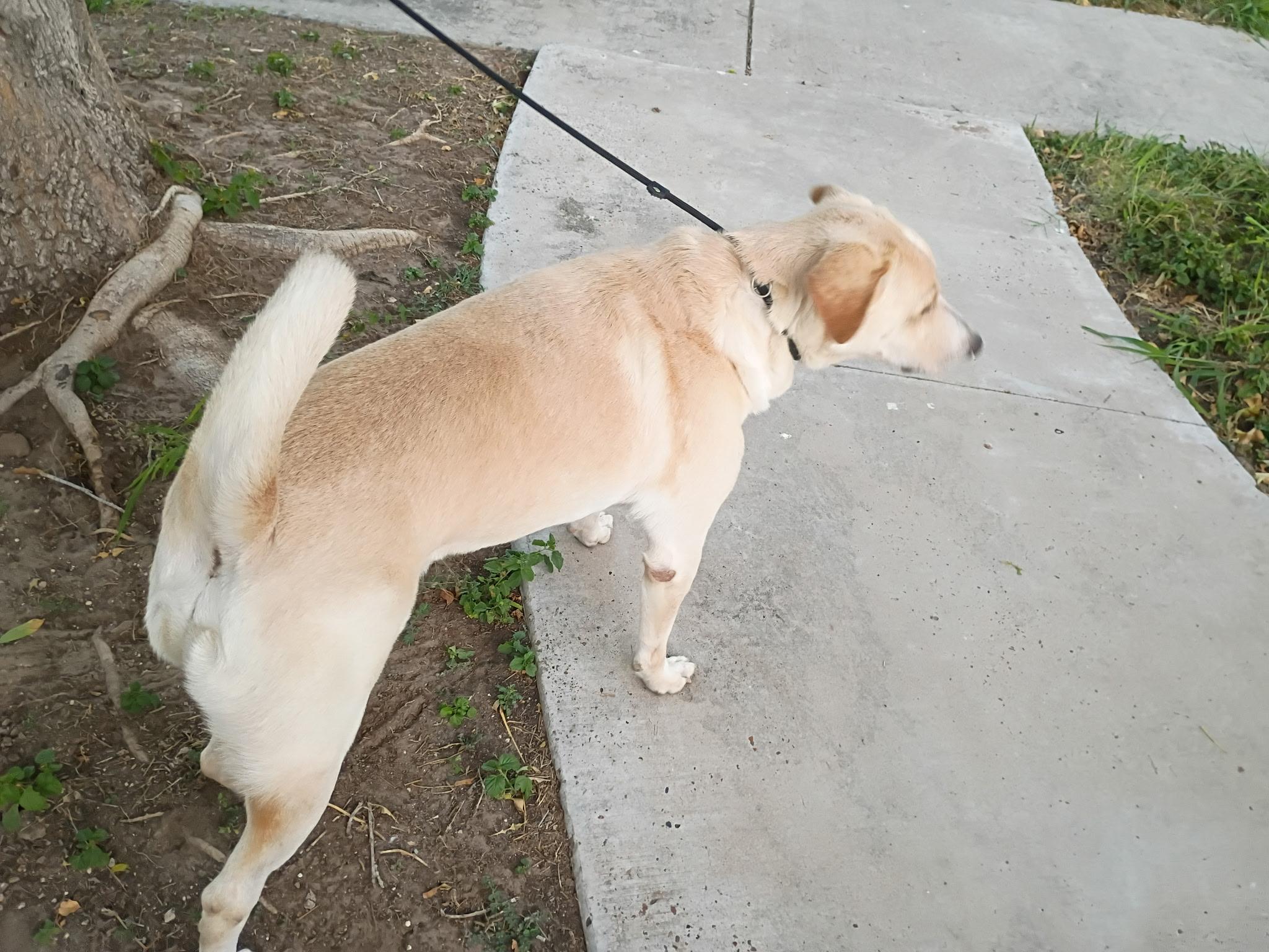 Enlarge Bishop, a Adoptable mixed breed in Battle Creek, MI image 3/6