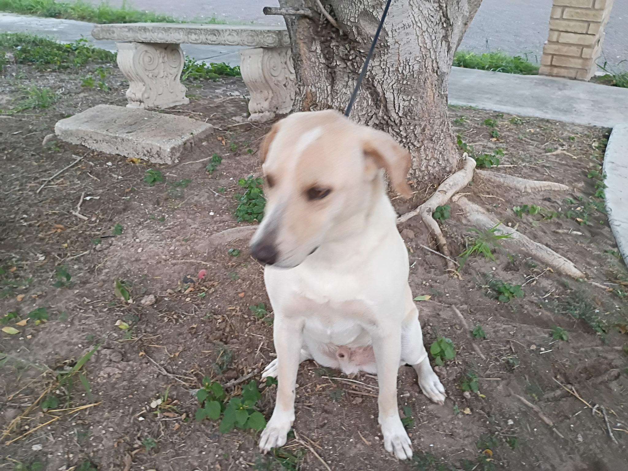 Enlarge Bishop, a Adoptable mixed breed in Battle Creek, MI image 6/6