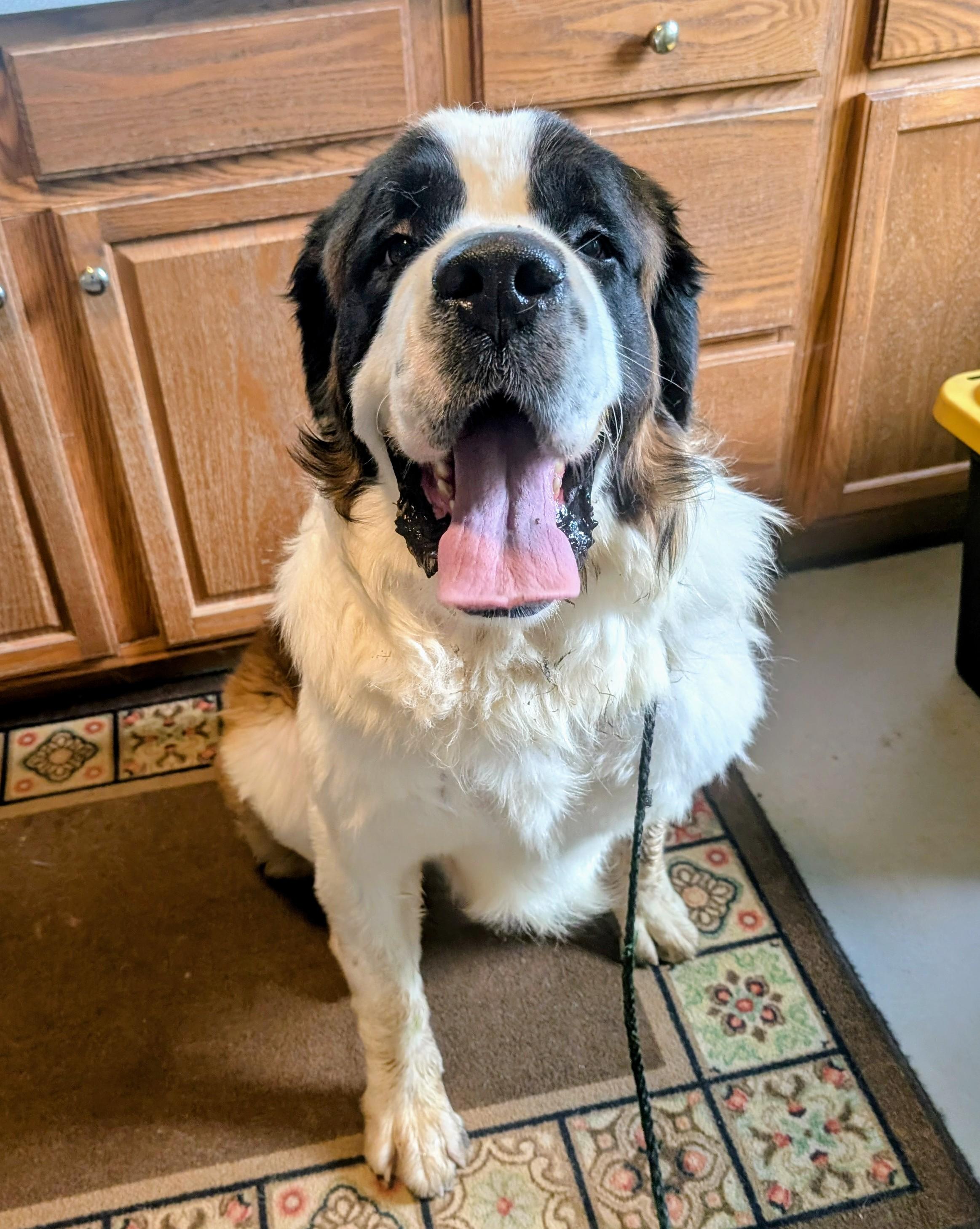 Enlarge Victor, a Adoptable Saint Bernard in Evansville, IN image 1/1