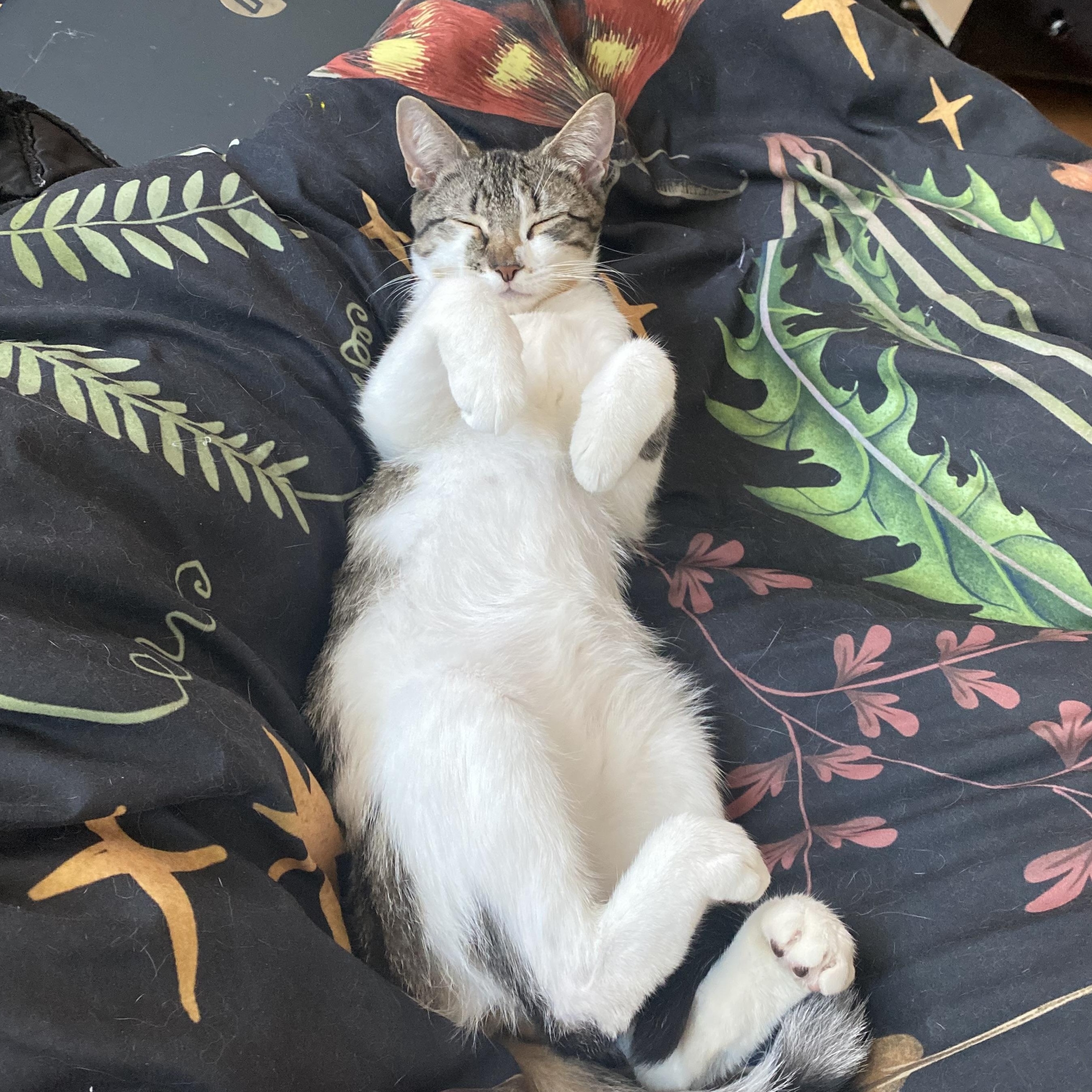 Enlarge Tulle, an adoptable Domestic Short Hair in Brooklyn, NY image 2/5