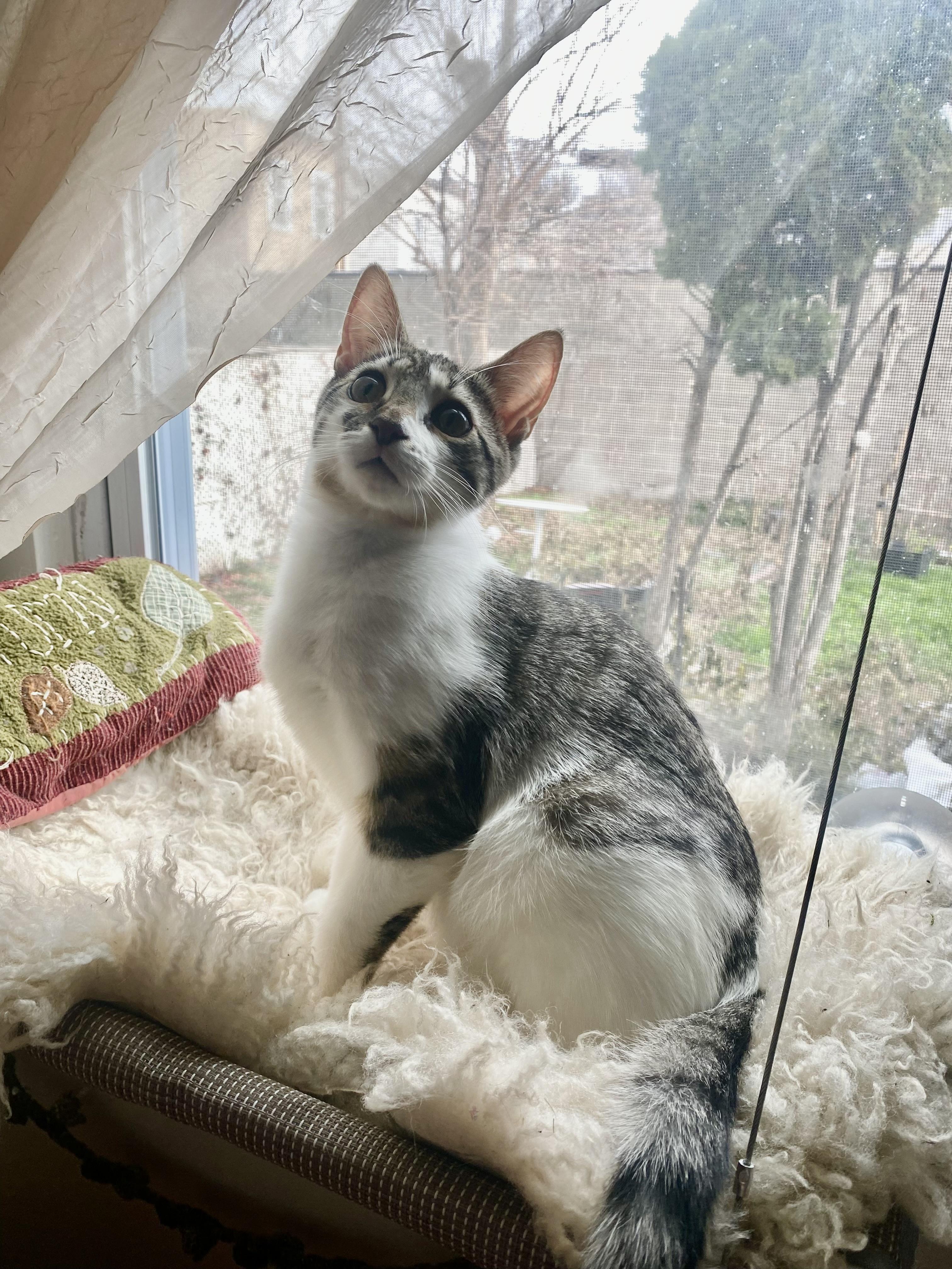 Enlarge Tulle, an adoptable Domestic Short Hair in Brooklyn, NY image 3/5