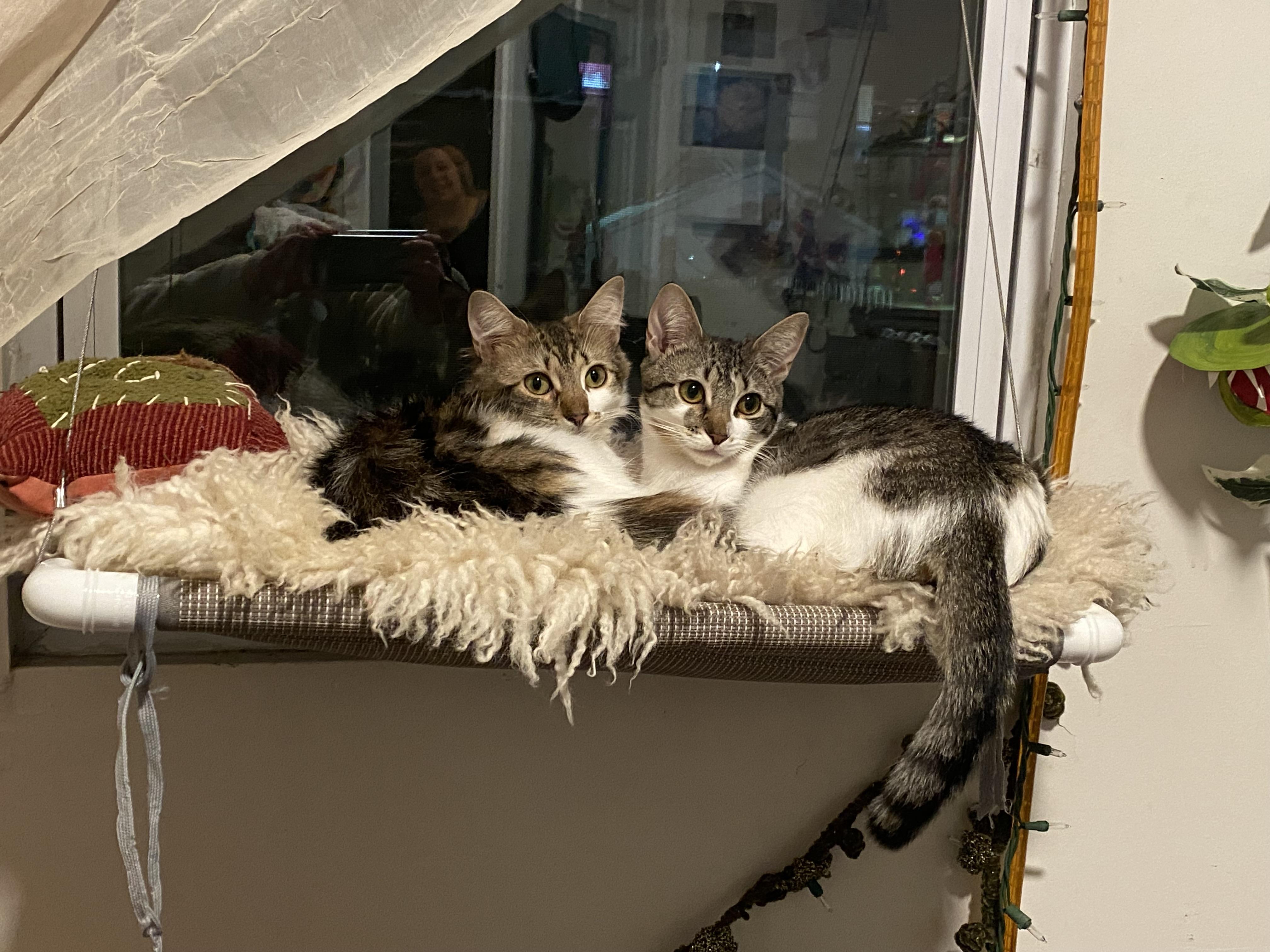 Enlarge Tulle, an adoptable Domestic Short Hair in Brooklyn, NY image 5/5