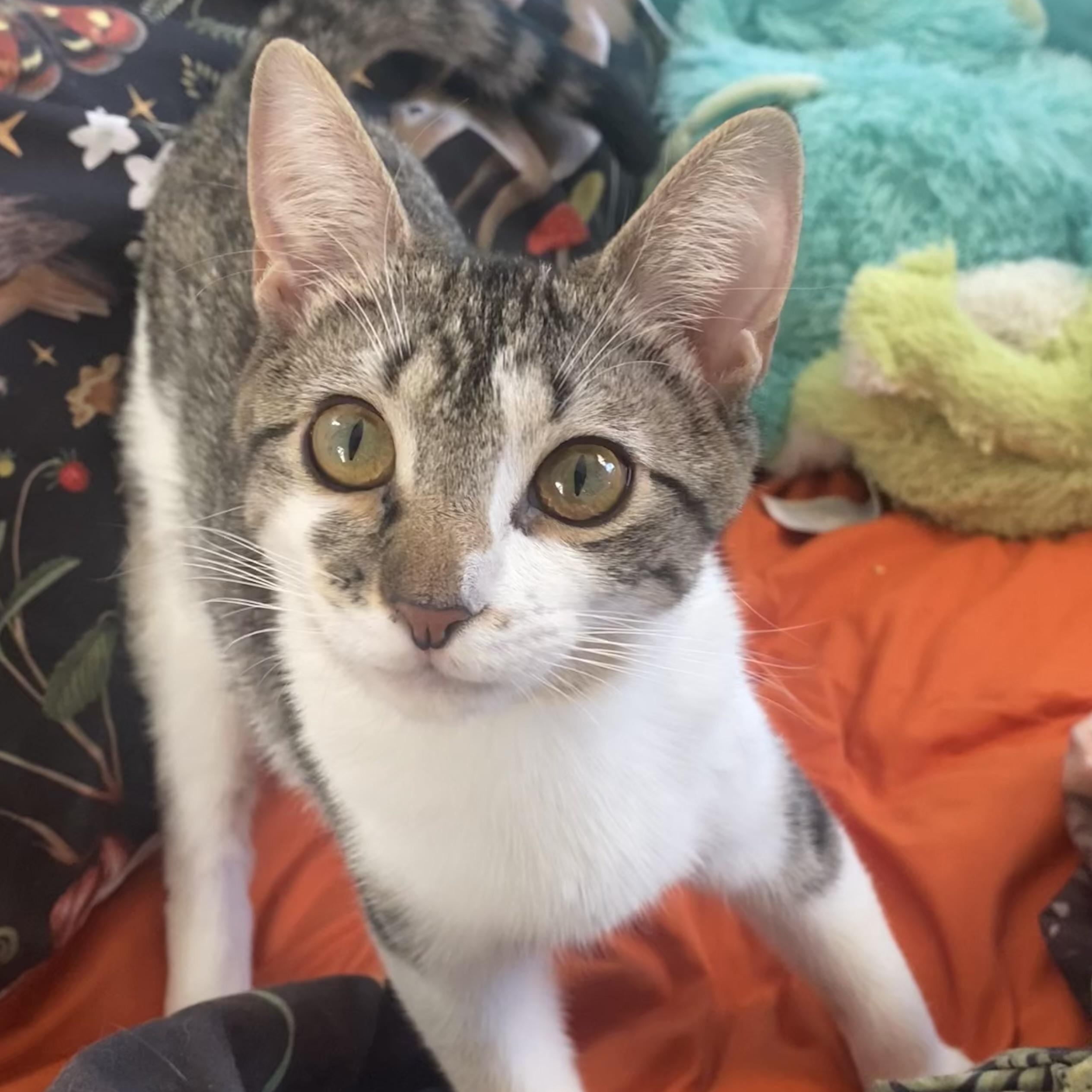 Enlarge Tulle, an adoptable Domestic Short Hair in Brooklyn, NY image 1/5