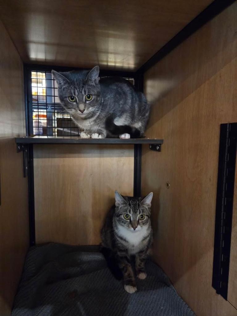 Ollie (and Mini), Adoptable, Young Female Domestic Short Hair.