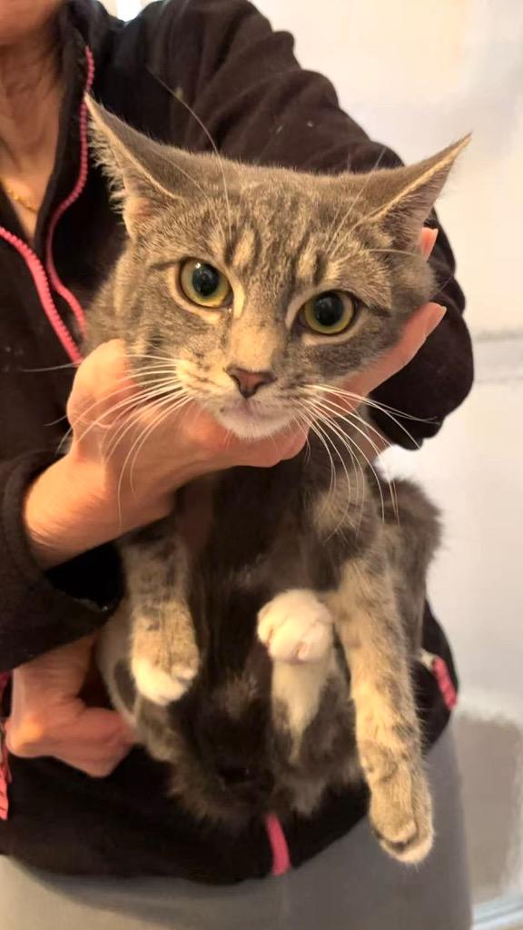 Enlarge Ollie (and Mini), a Adoptable mixed breed in New York, NY image 4/6