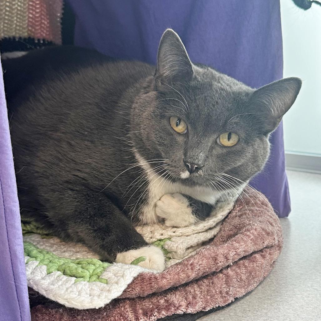 Enlarge Sarabi, a Adoptable Domestic Short Hair in Hailey, ID image 1/4