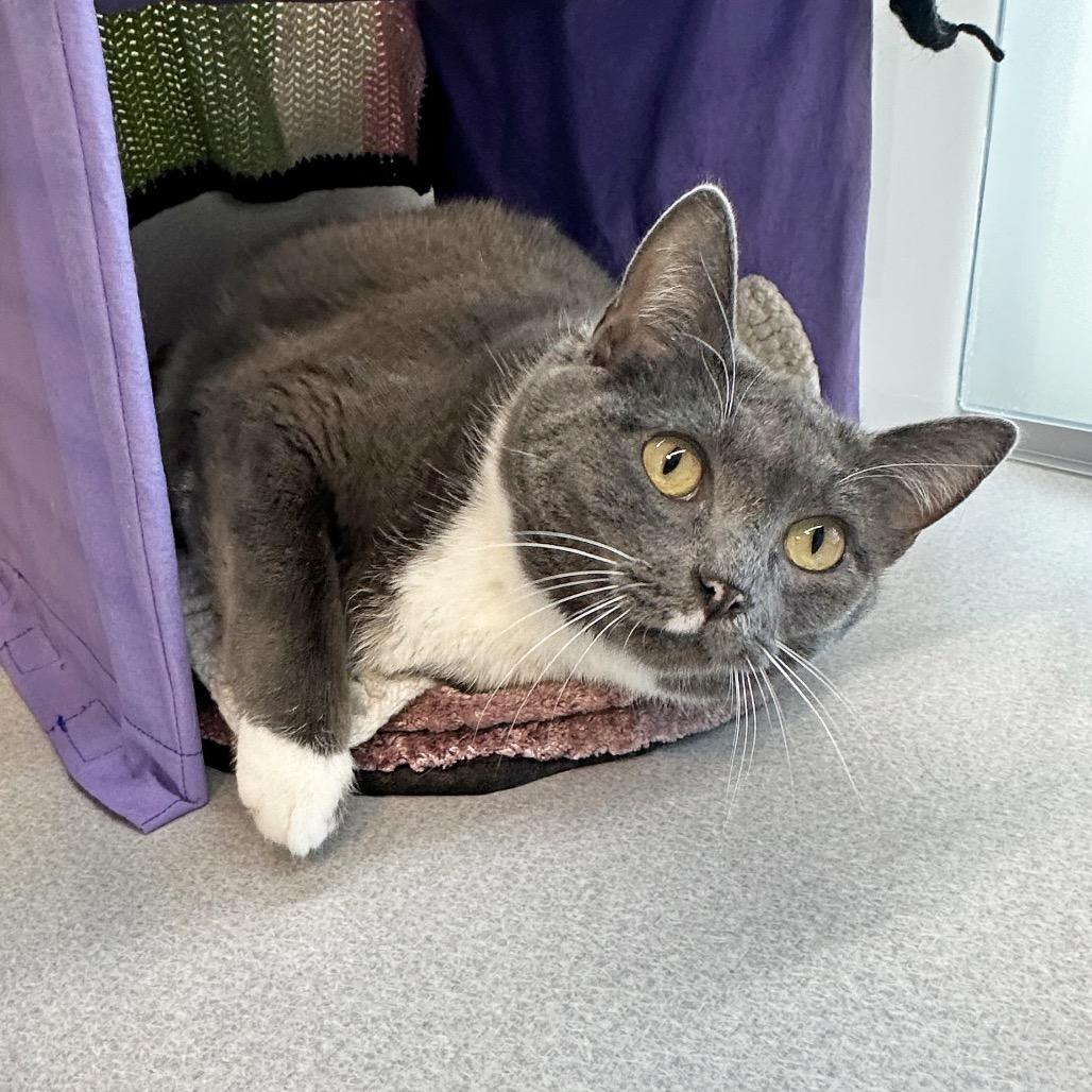 Enlarge Sarabi, a Adoptable Domestic Short Hair in Hailey, ID image 2/4
