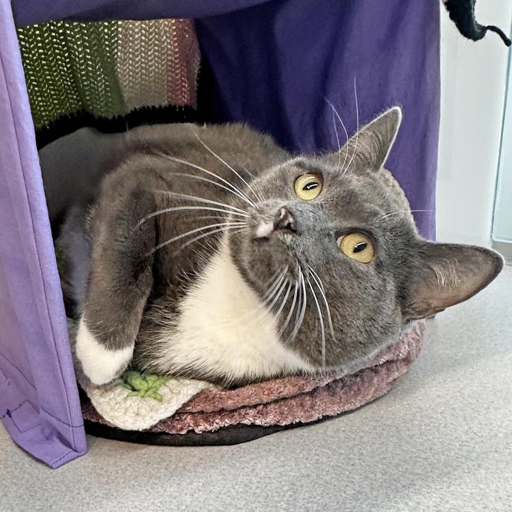 Enlarge Sarabi, a Adoptable Domestic Short Hair in Hailey, ID image 3/4