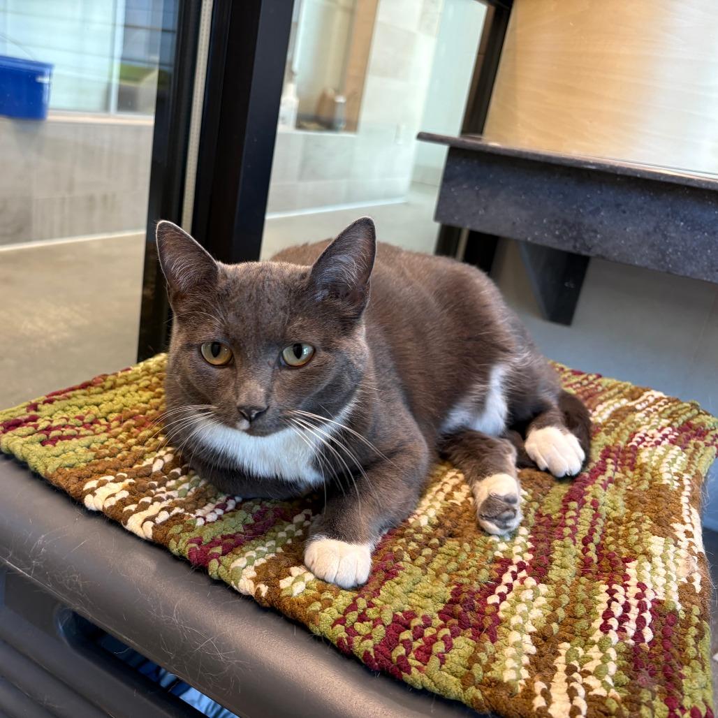 Sarabi, a Adoptable Domestic Short Hair in Hailey, ID image 4/6