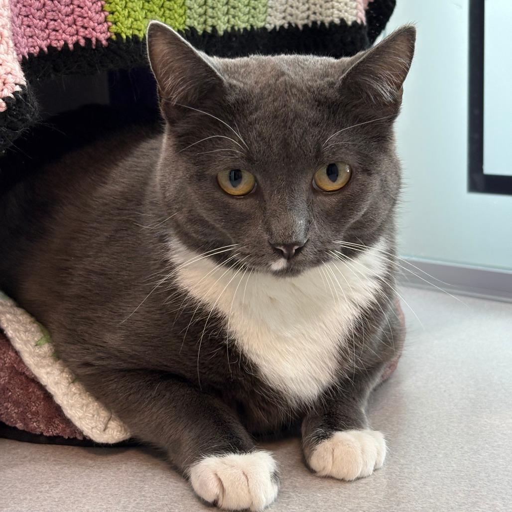 Enlarge Sarabi, a Adoptable Domestic Short Hair in Hailey, ID image 4/4