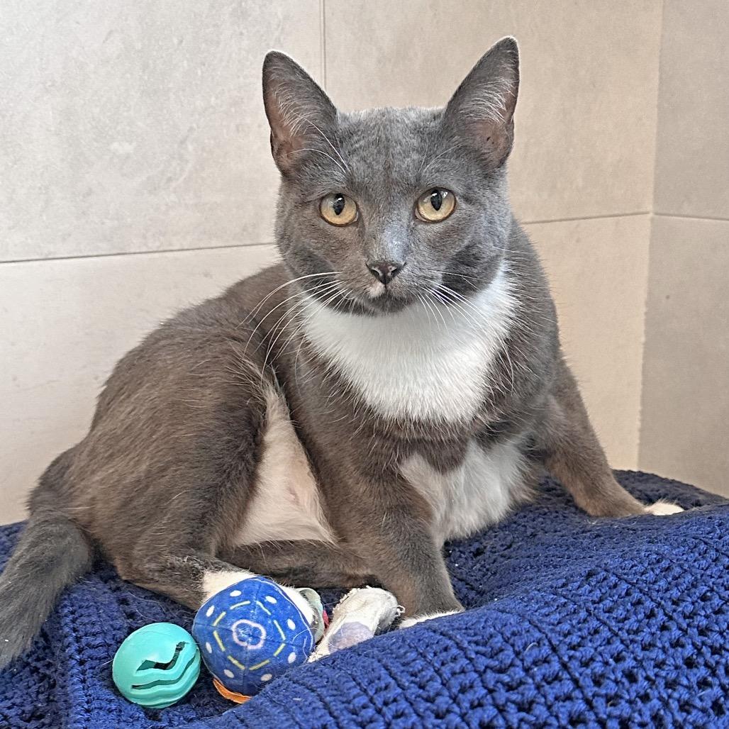 Enlarge Sarabi, a Adoptable Domestic Short Hair in Hailey, ID image 5/6