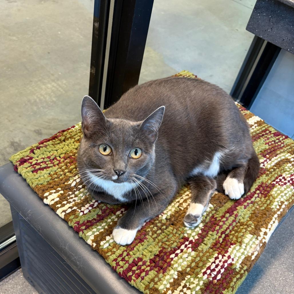Sarabi, a Adoptable Domestic Short Hair in Hailey, ID image 6/6