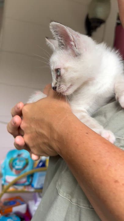 Enlarge Toffee, an adopted American Shorthair in Wallkill, NY video 2/4