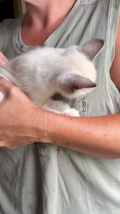 Enlarge Toffee, an adopted American Shorthair in Wallkill, NY video 4/4