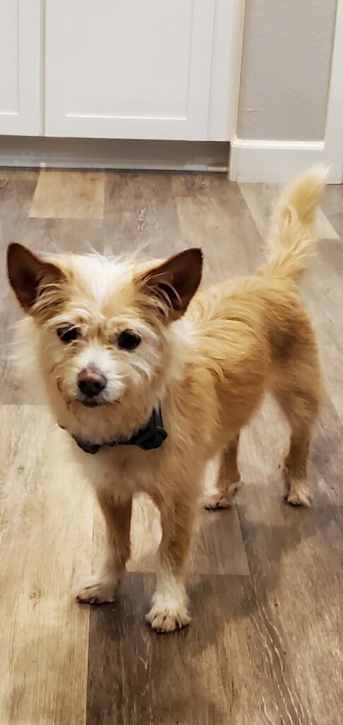 Enlarge Apricot, a Adoptable Terrier in Las Vegas, NV image 2/2