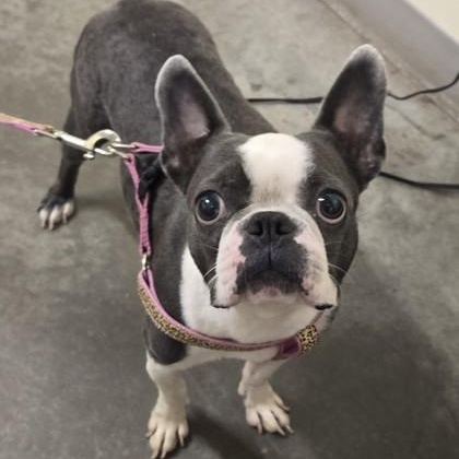 Mia, adopted, Adult Female Boston Terrier.