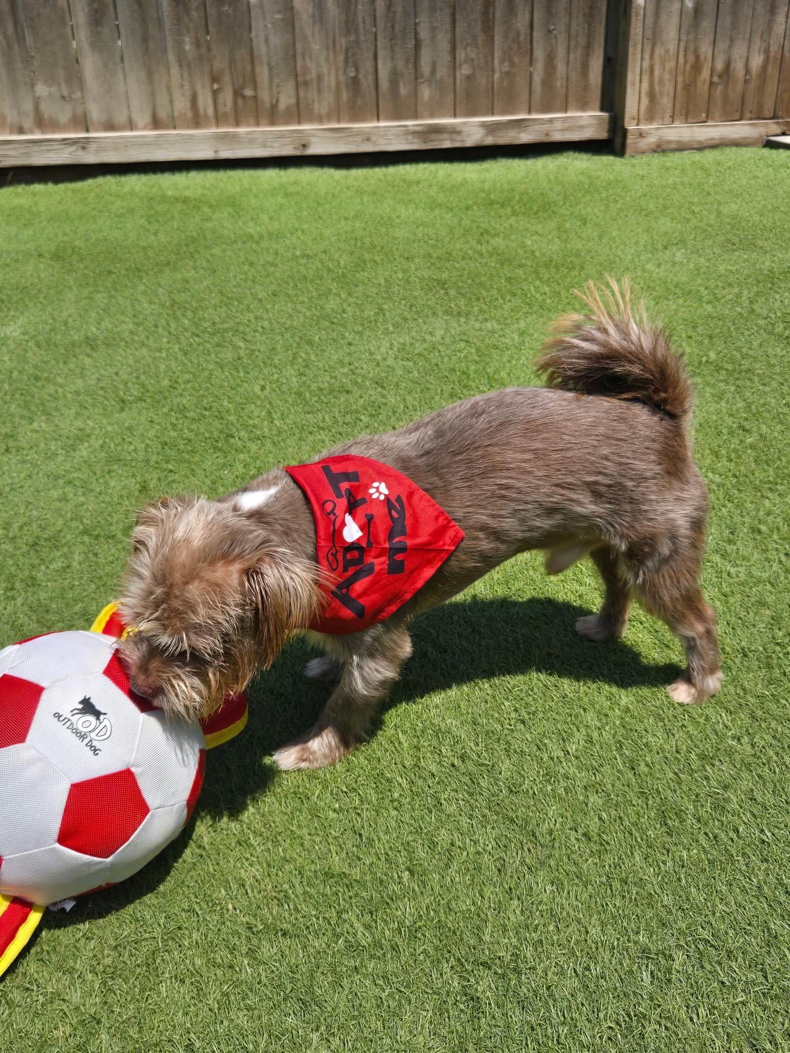 Enlarge Red - Little Man, BIG Personality, a Adopted mixed breed in Snohomish, WA image 3/5