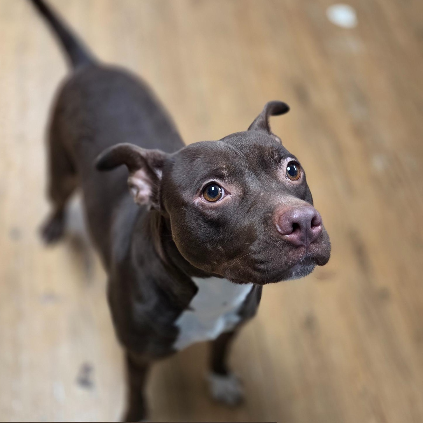 Riley, Adoptable, Young Female Pit Bull Terrier.