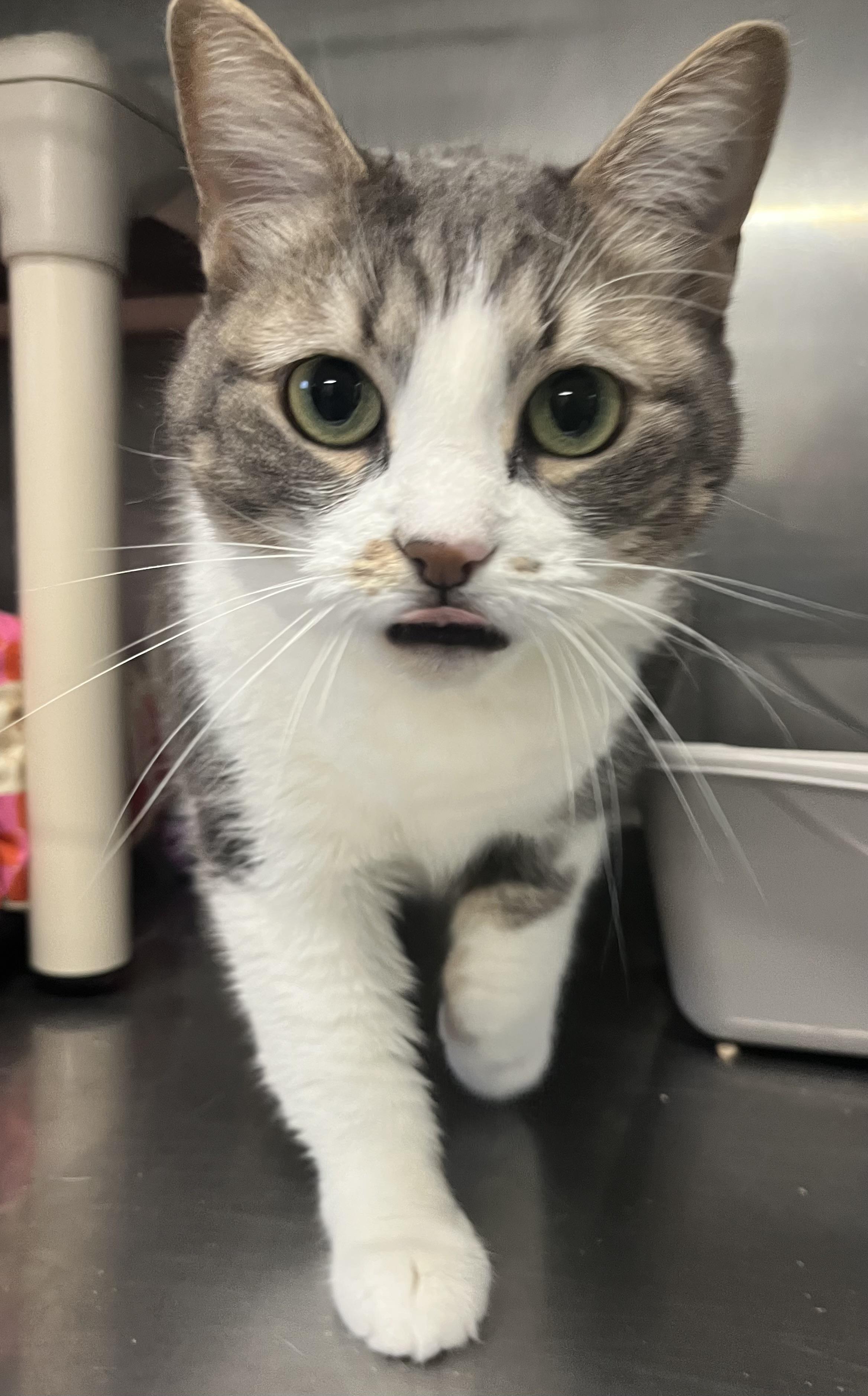 Enlarge Calypso, a Adopted Domestic Short Hair in North Attleboro, MA image 1/3