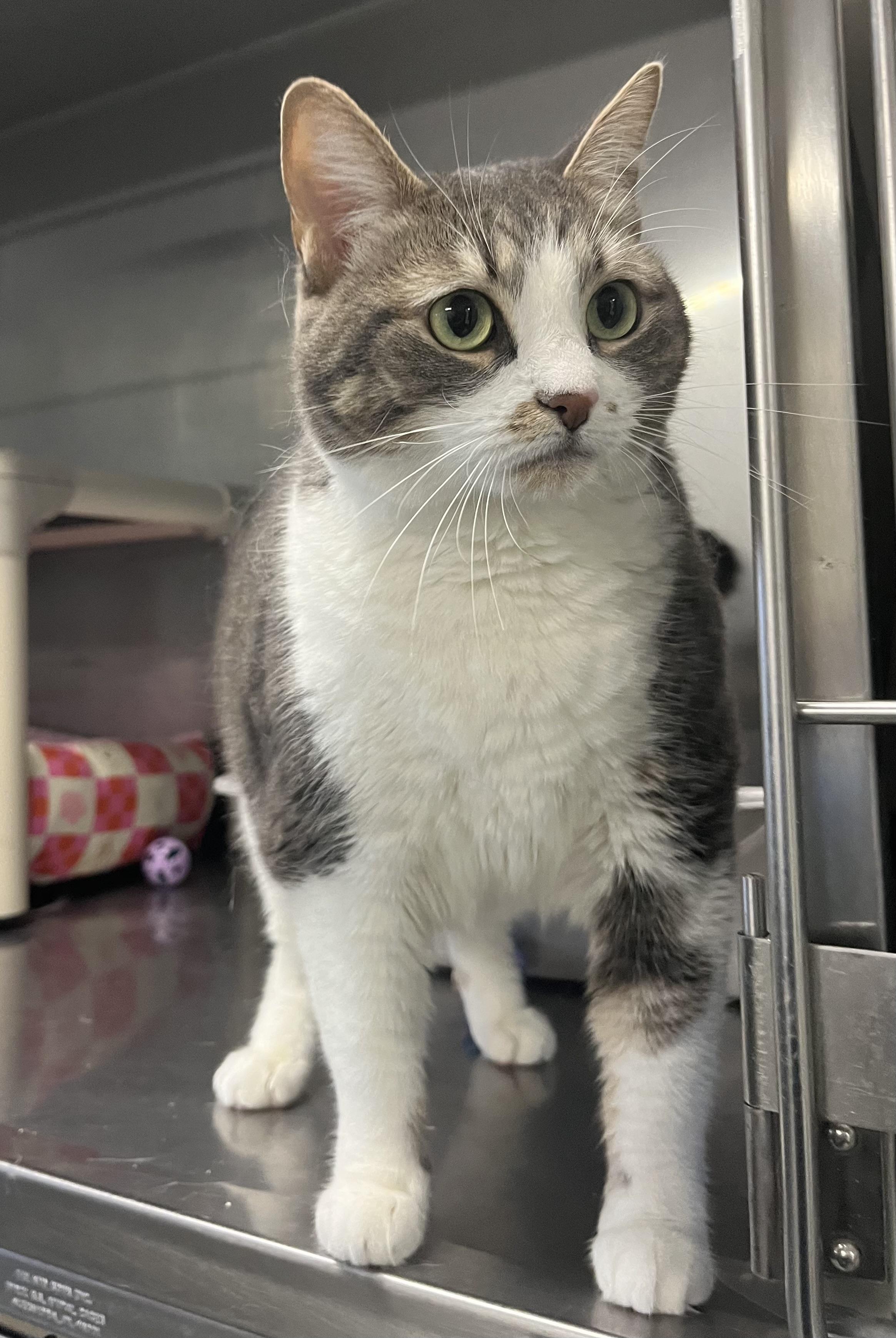 Enlarge Calypso, a Adopted Domestic Short Hair in North Attleboro, MA image 2/3
