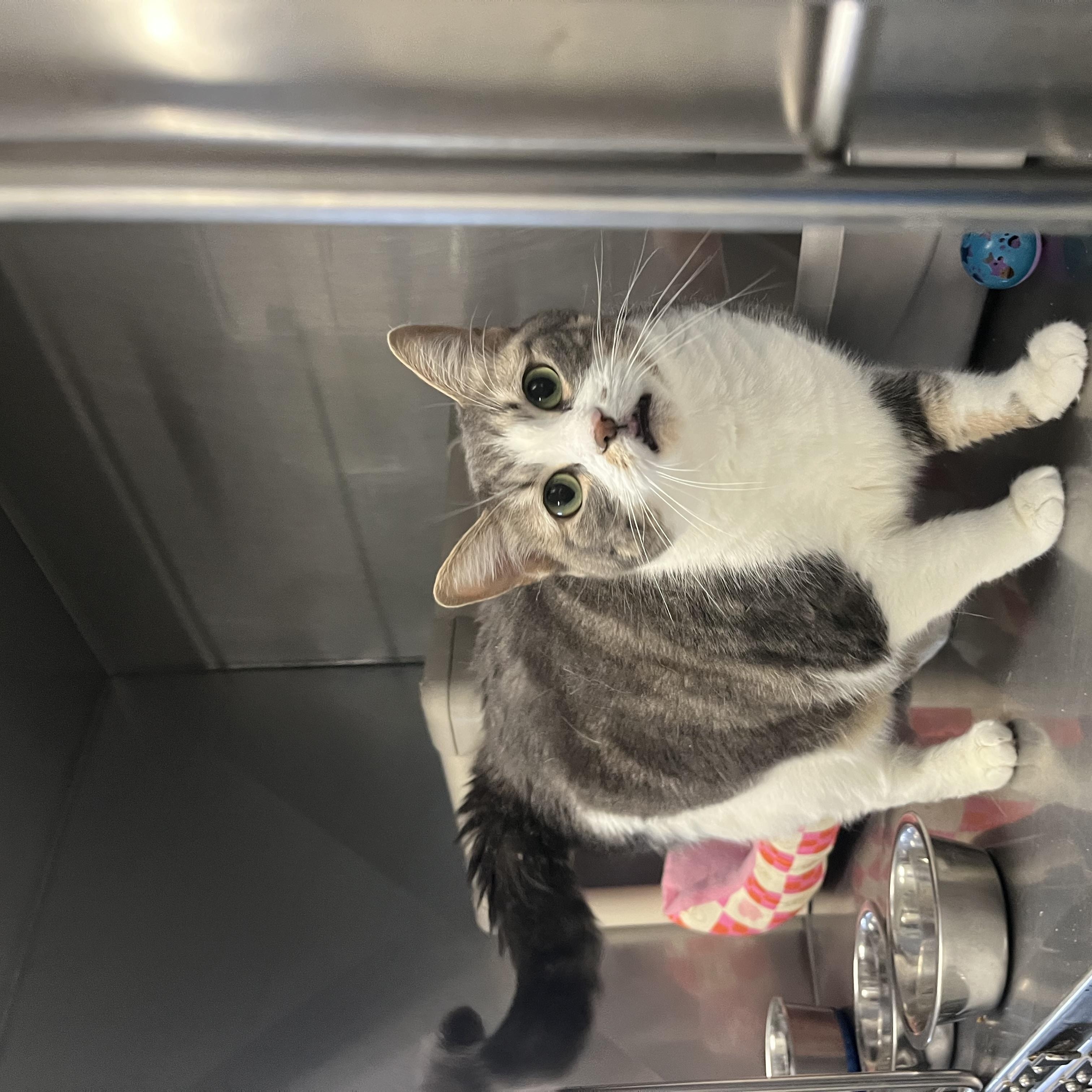 Enlarge Calypso, a Adopted Domestic Short Hair in North Attleboro, MA image 3/3