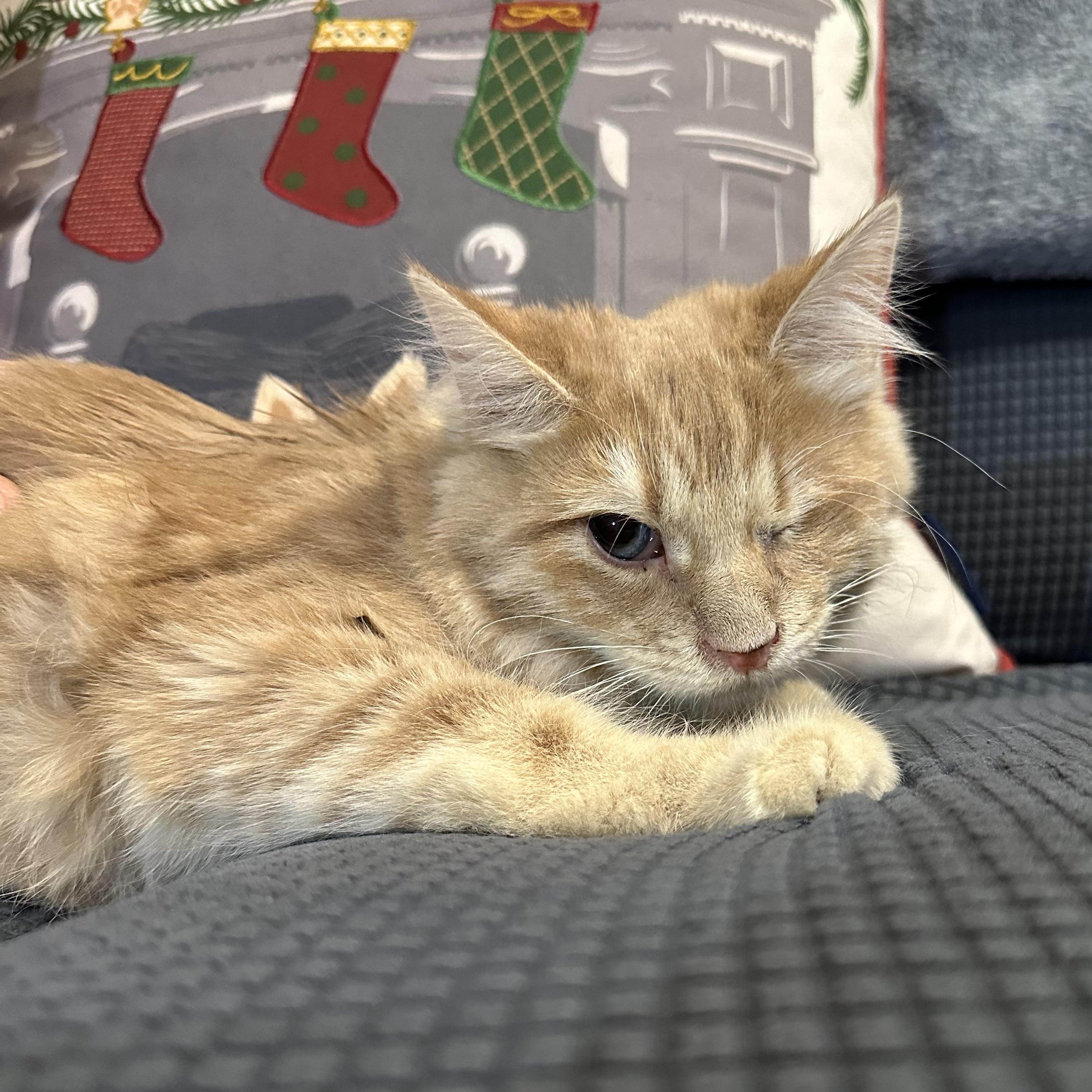 Big Mac, Adoptable, Young Male Domestic Long Hair.