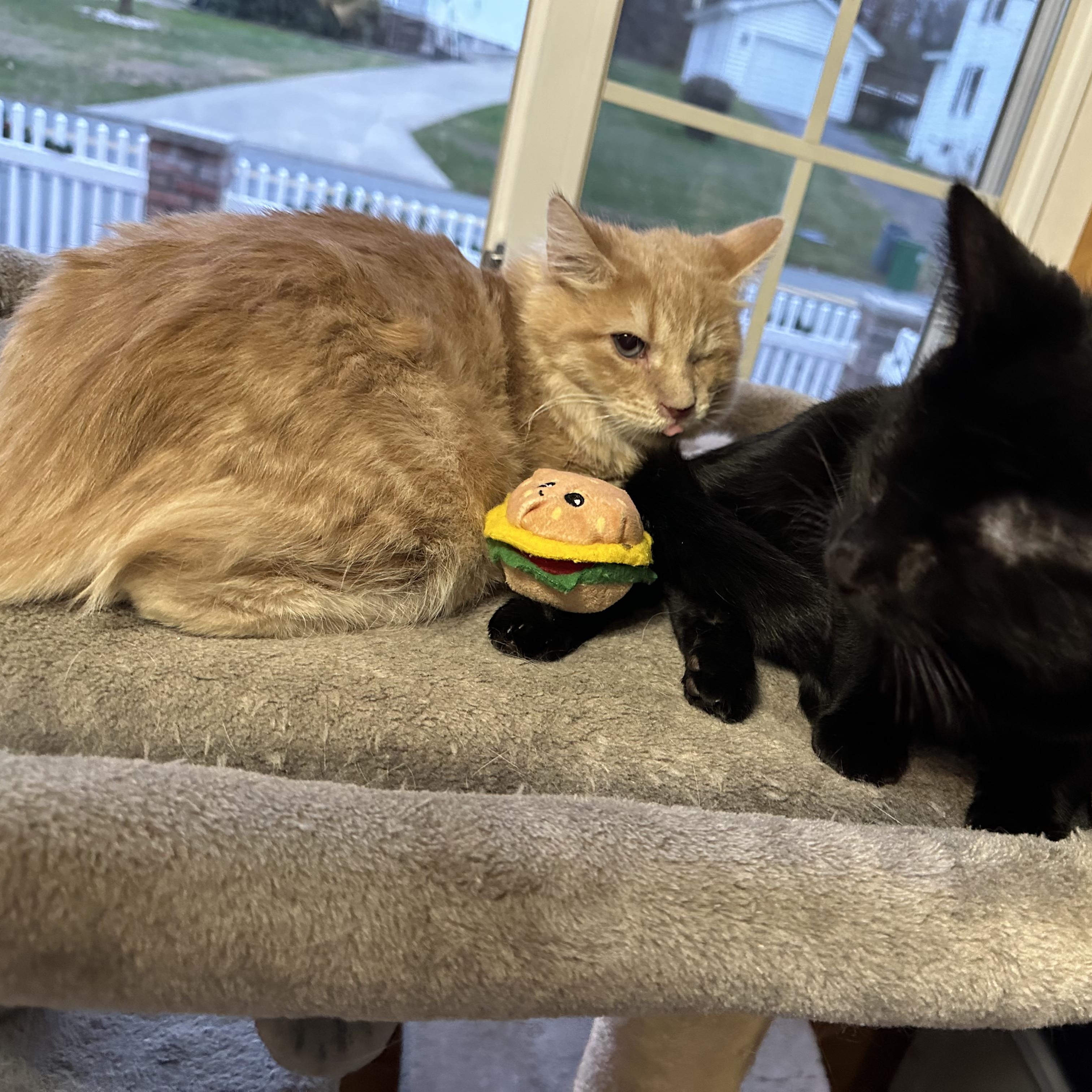 Big Mac, a Adoptable mixed breed in Scranton, PA image 2/6