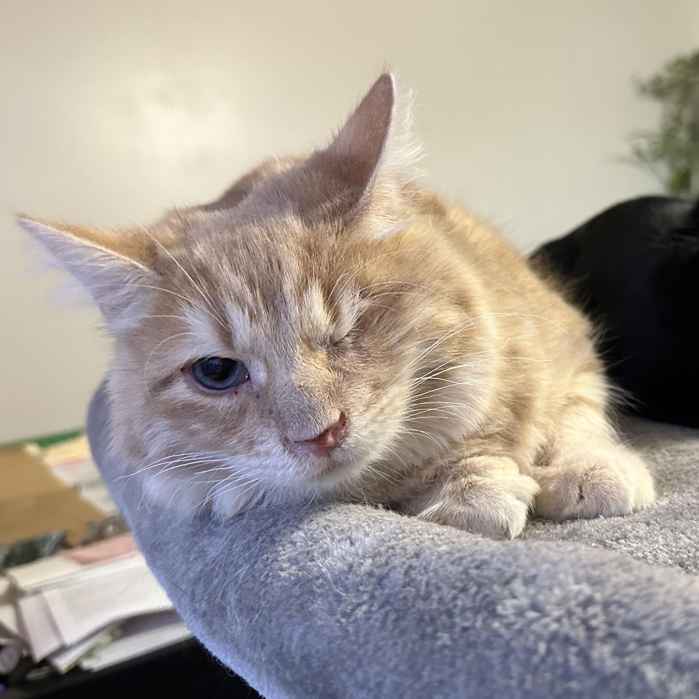 Big Mac, a Adoptable mixed breed in Scranton, PA image 3/6