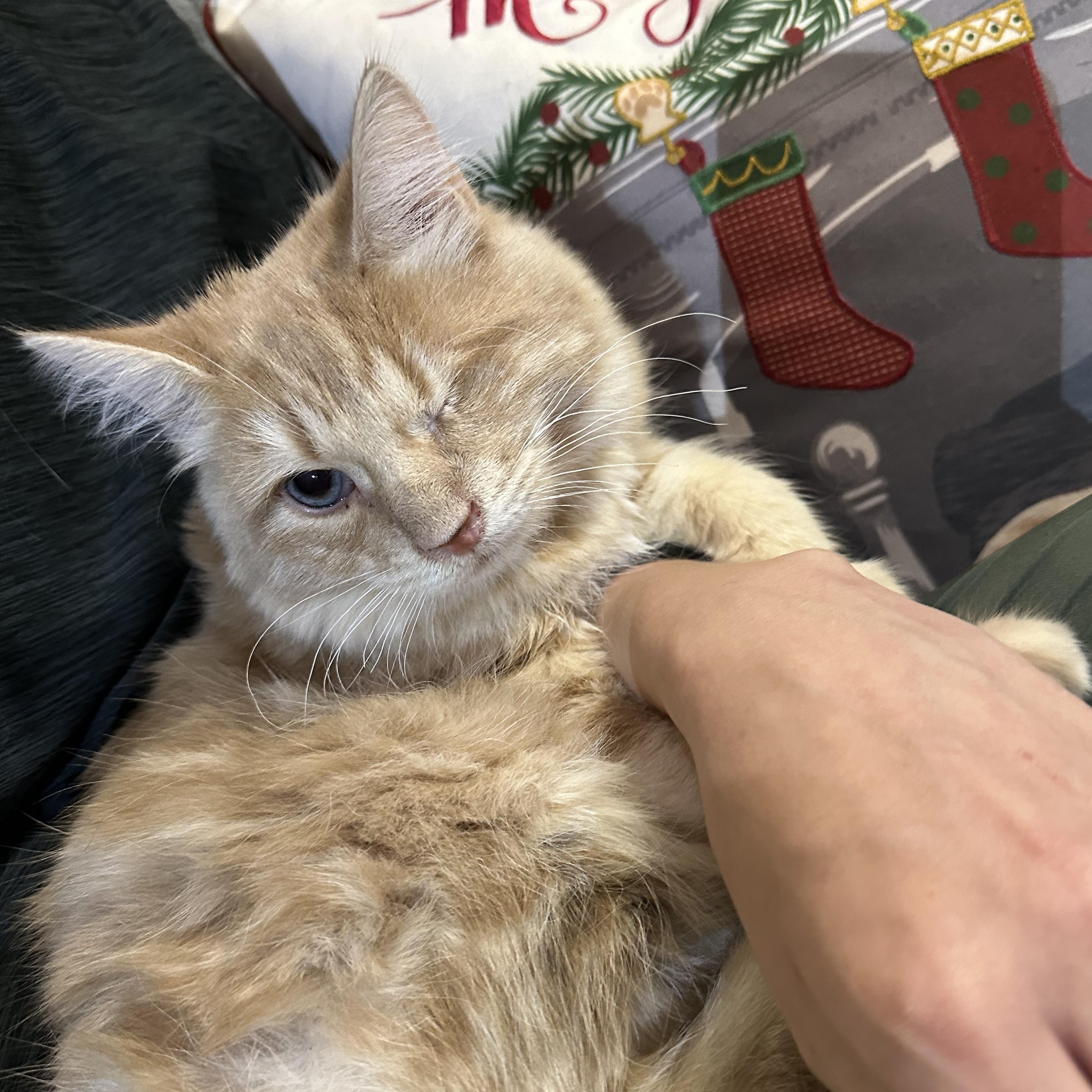 Big Mac, a Adoptable mixed breed in Scranton, PA image 4/6