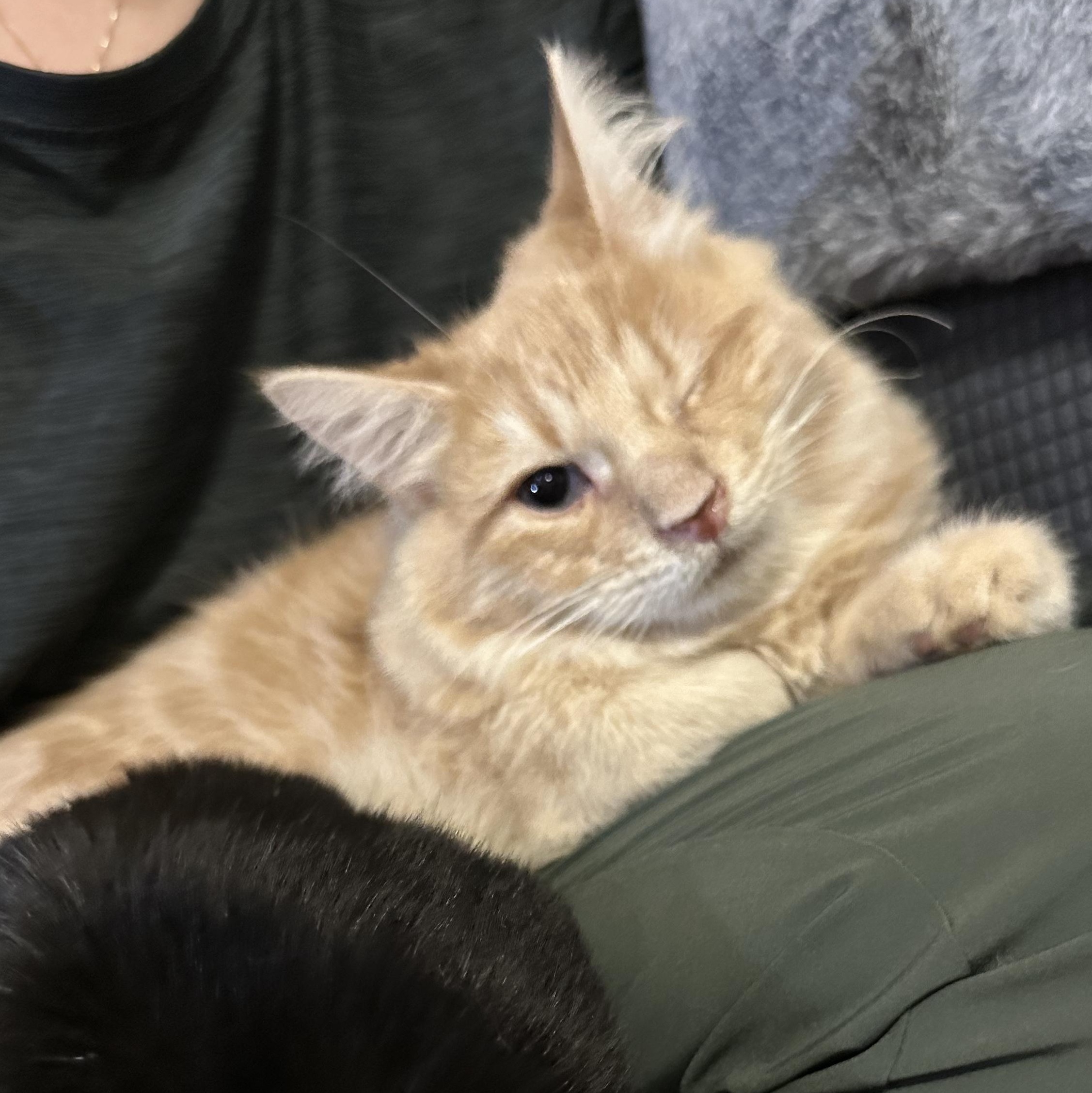 Big Mac, a Adoptable mixed breed in Scranton, PA image 5/6