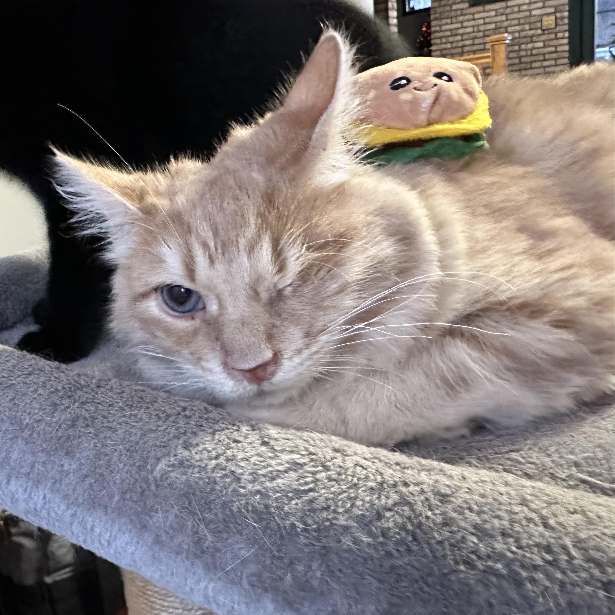 Big Mac, a Adoptable mixed breed in Scranton, PA image 6/6