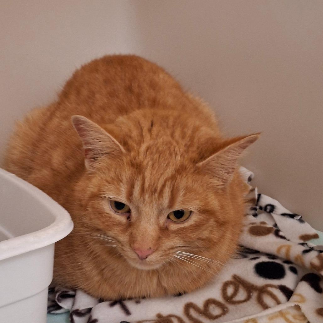Enlarge Cheddar, a Adoptable Domestic Short Hair in Zanesville, OH image 1/3