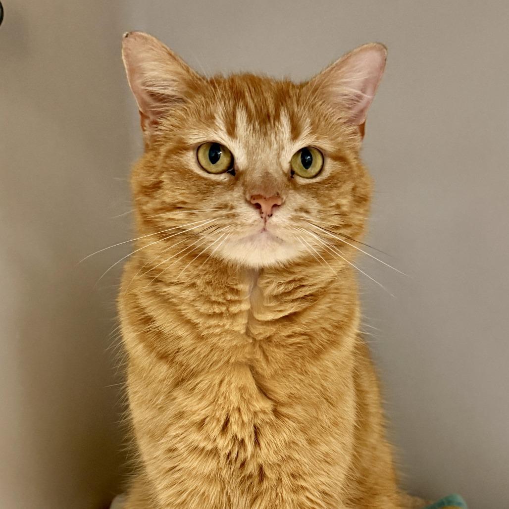 Enlarge Cheddar, a Adoptable Domestic Short Hair in Zanesville, OH image 2/3