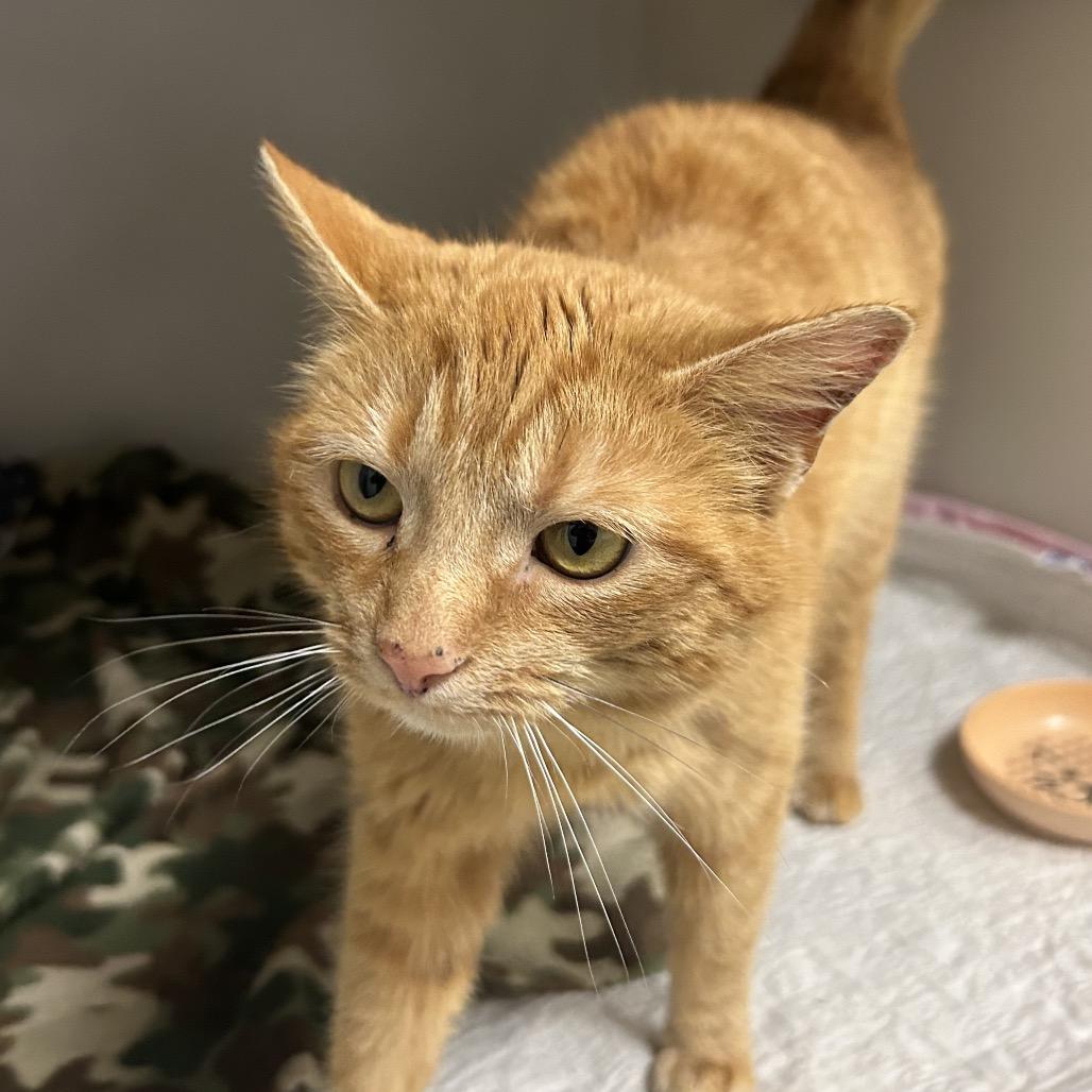 Enlarge Cheddar, a Adoptable Domestic Short Hair in Zanesville, OH image 3/3