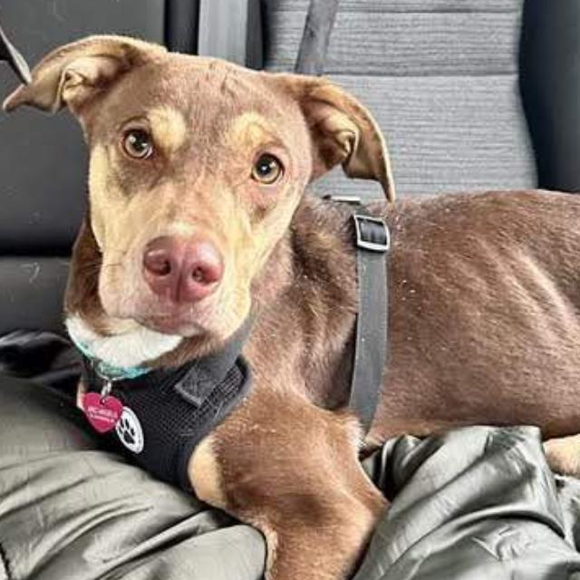 Rosey (Cerebellar Hypoplasia)