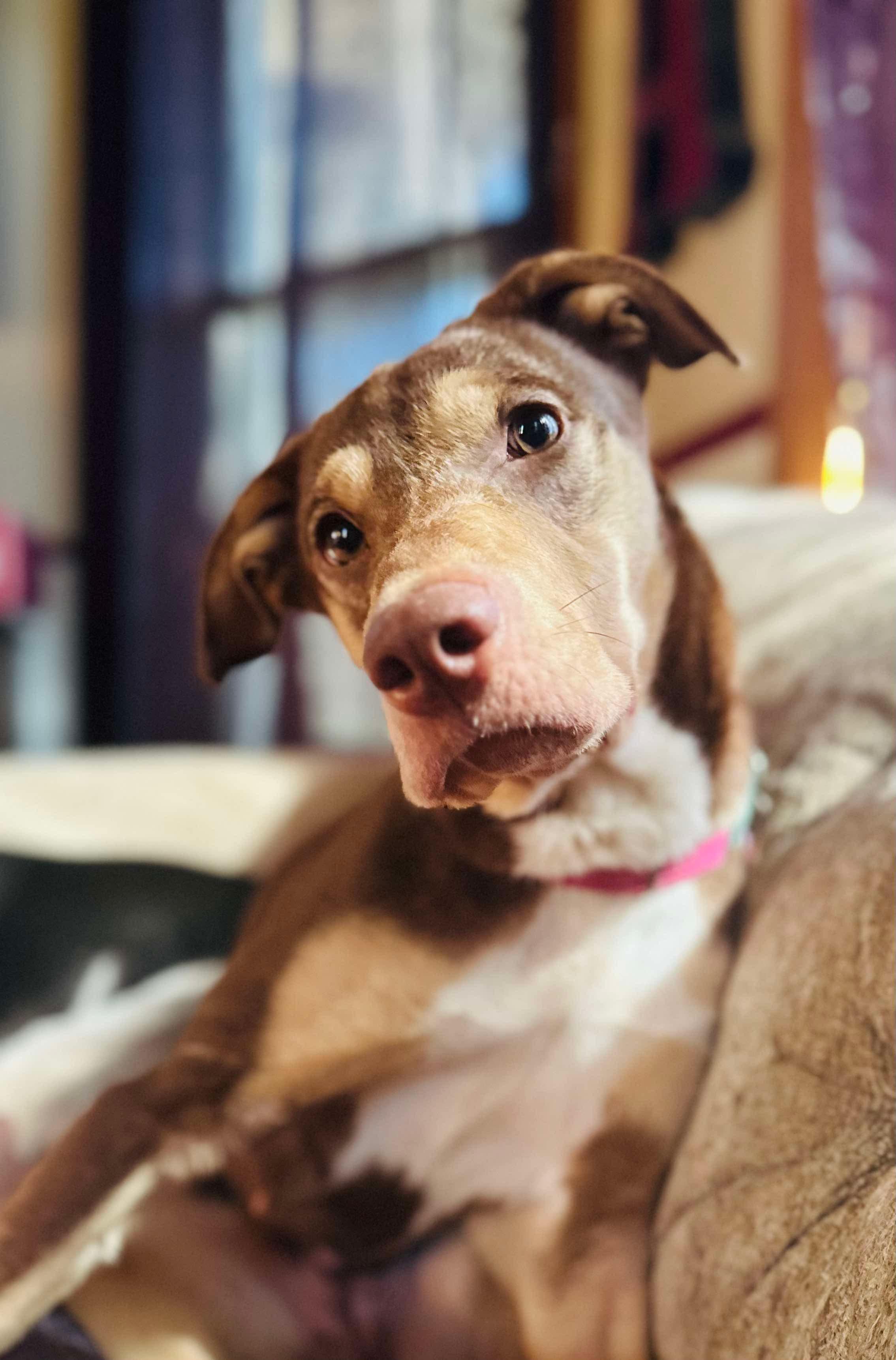 Rosey (Cerebellar Hypoplasia)