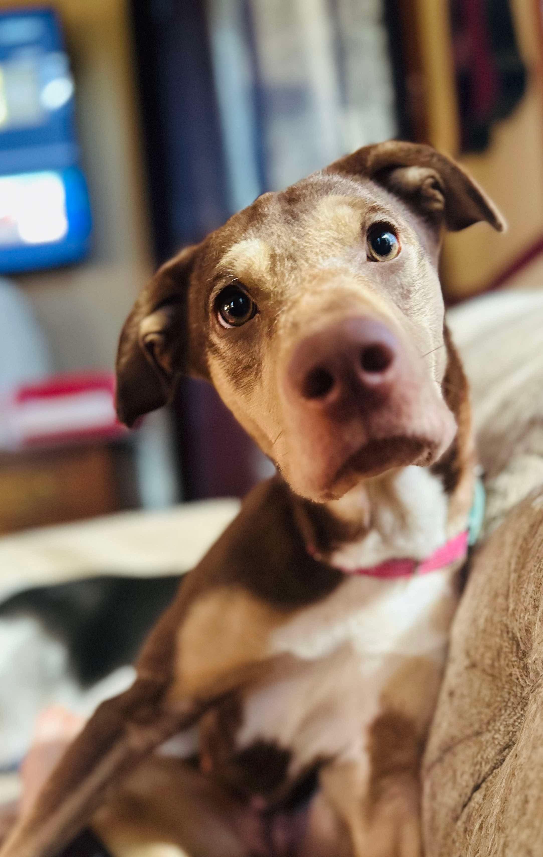 Rosey (Cerebellar Hypoplasia)