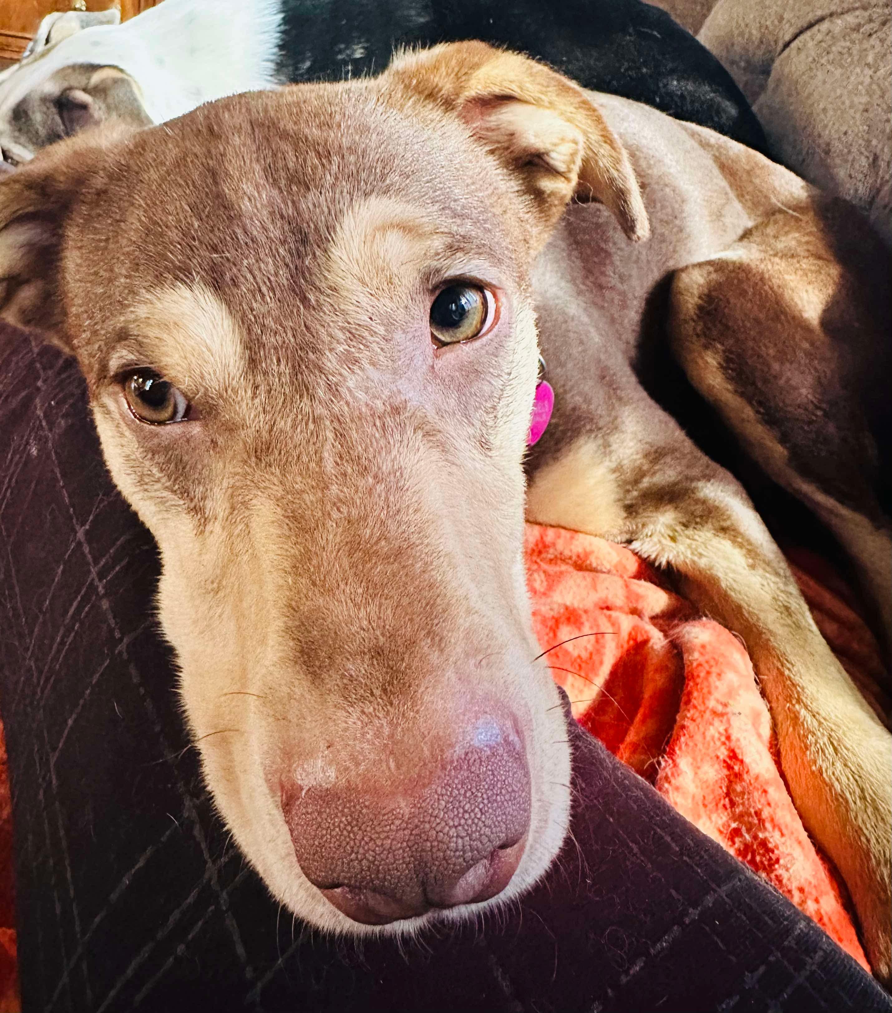 Rosey (Cerebellar Hypoplasia)