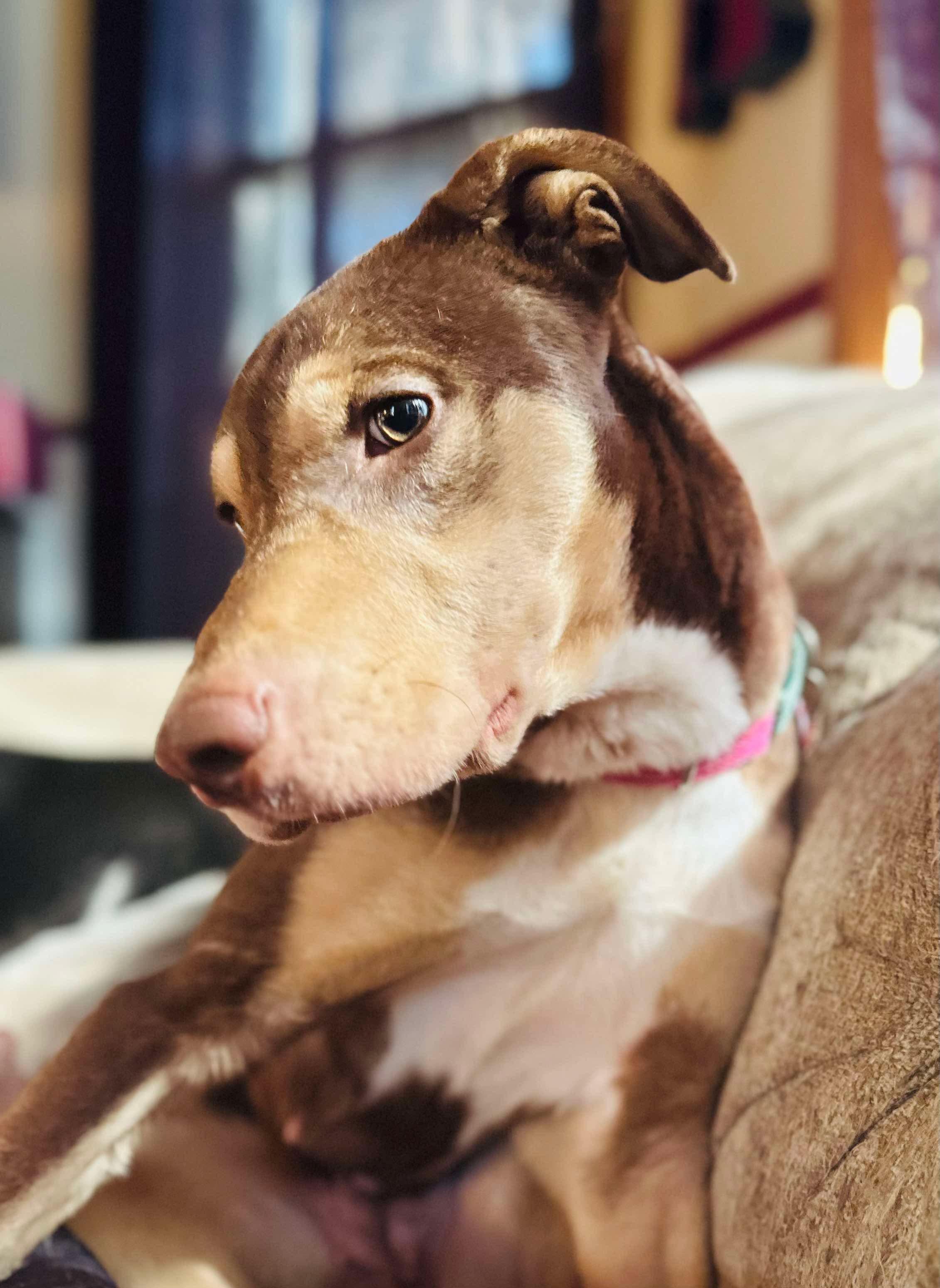 Rosey (Cerebellar Hypoplasia)