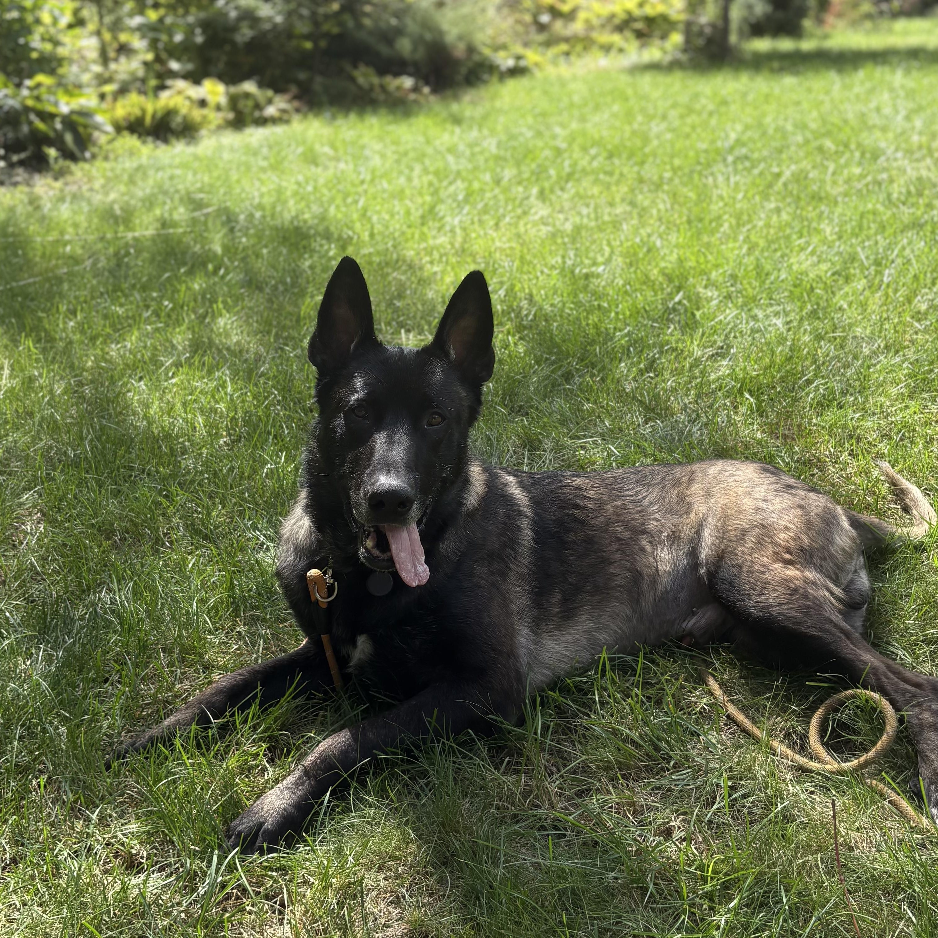 Enlarge Taz, a Adoptable mixed breed in Duxbury, MA image 4/4