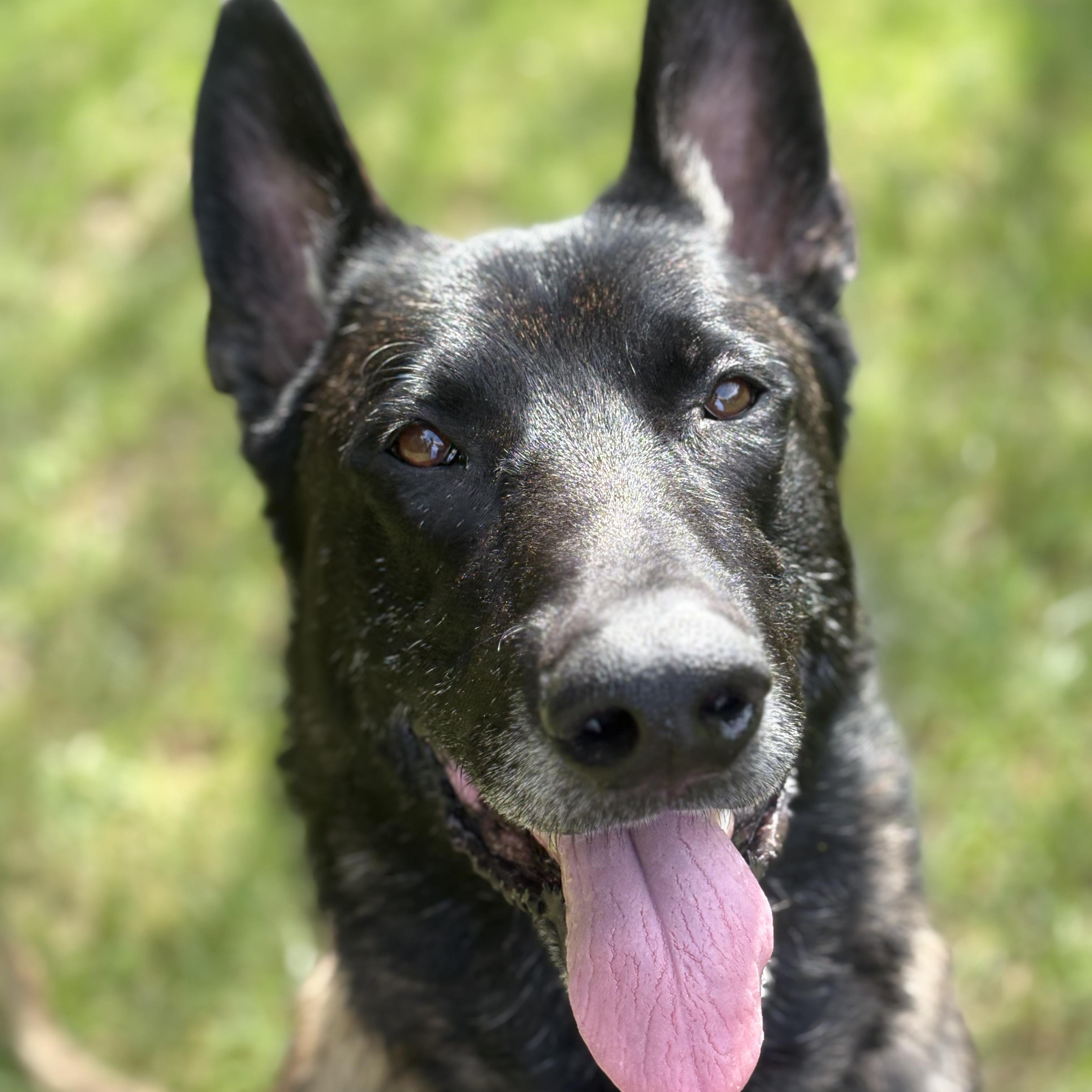 Enlarge Taz, a Adoptable mixed breed in Duxbury, MA image 1/4