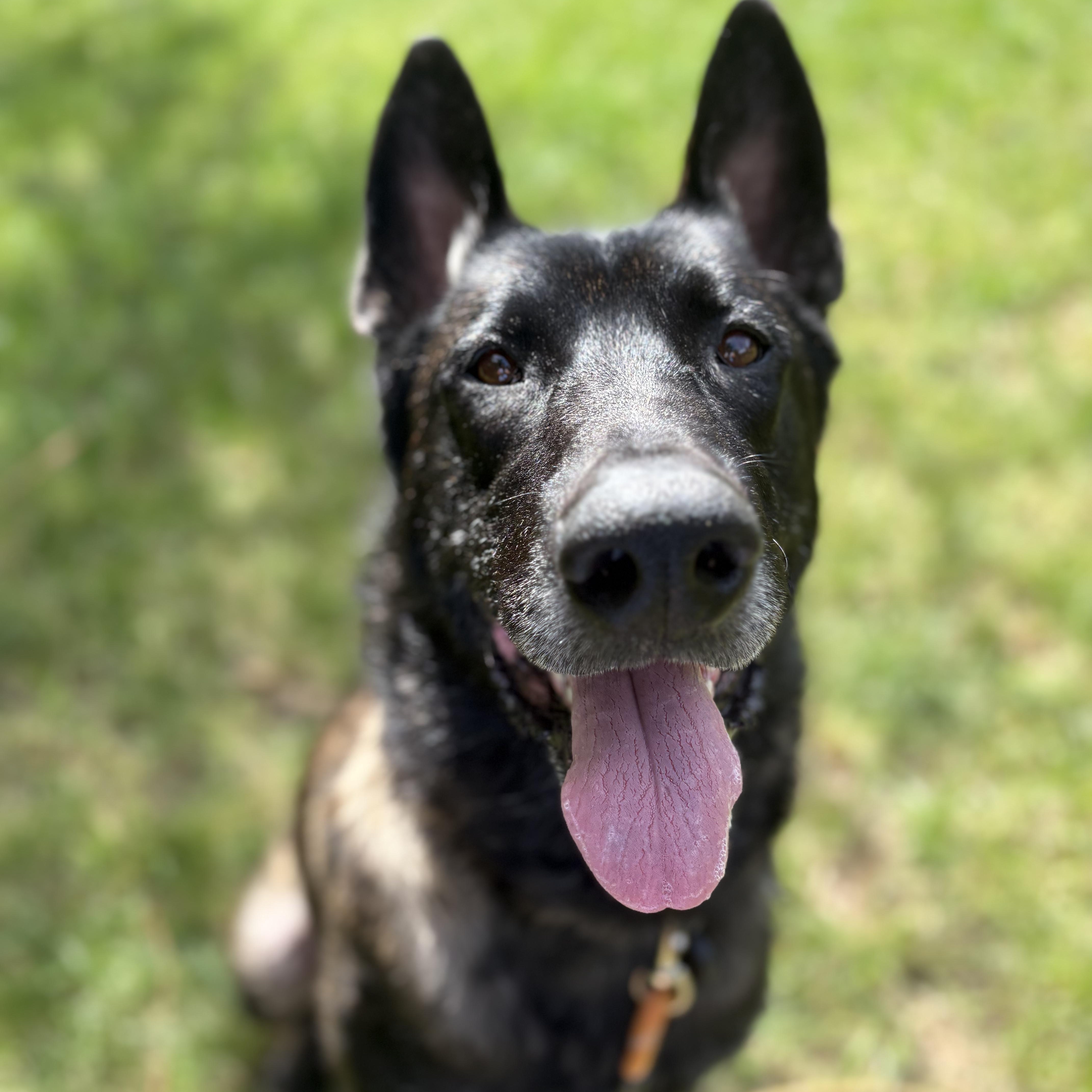 Enlarge Taz, a Adoptable mixed breed in Duxbury, MA image 2/4