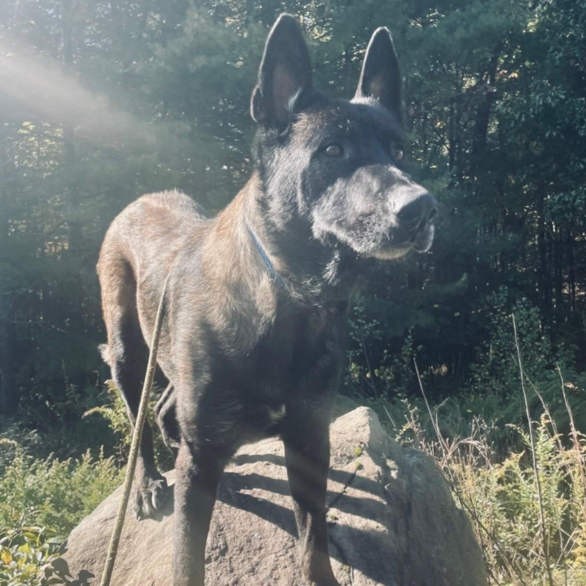 Enlarge Taz, a Adoptable mixed breed in Duxbury, MA image 3/4